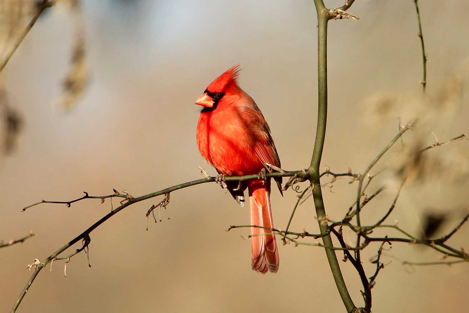 Cardinal perched on a branch.