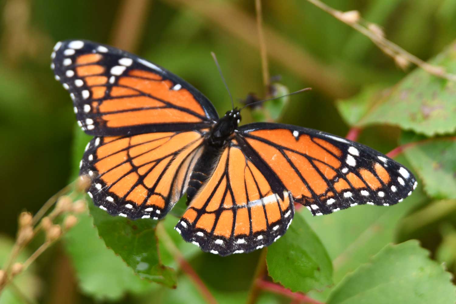 Viceroy butterfly sitting on a leaf.