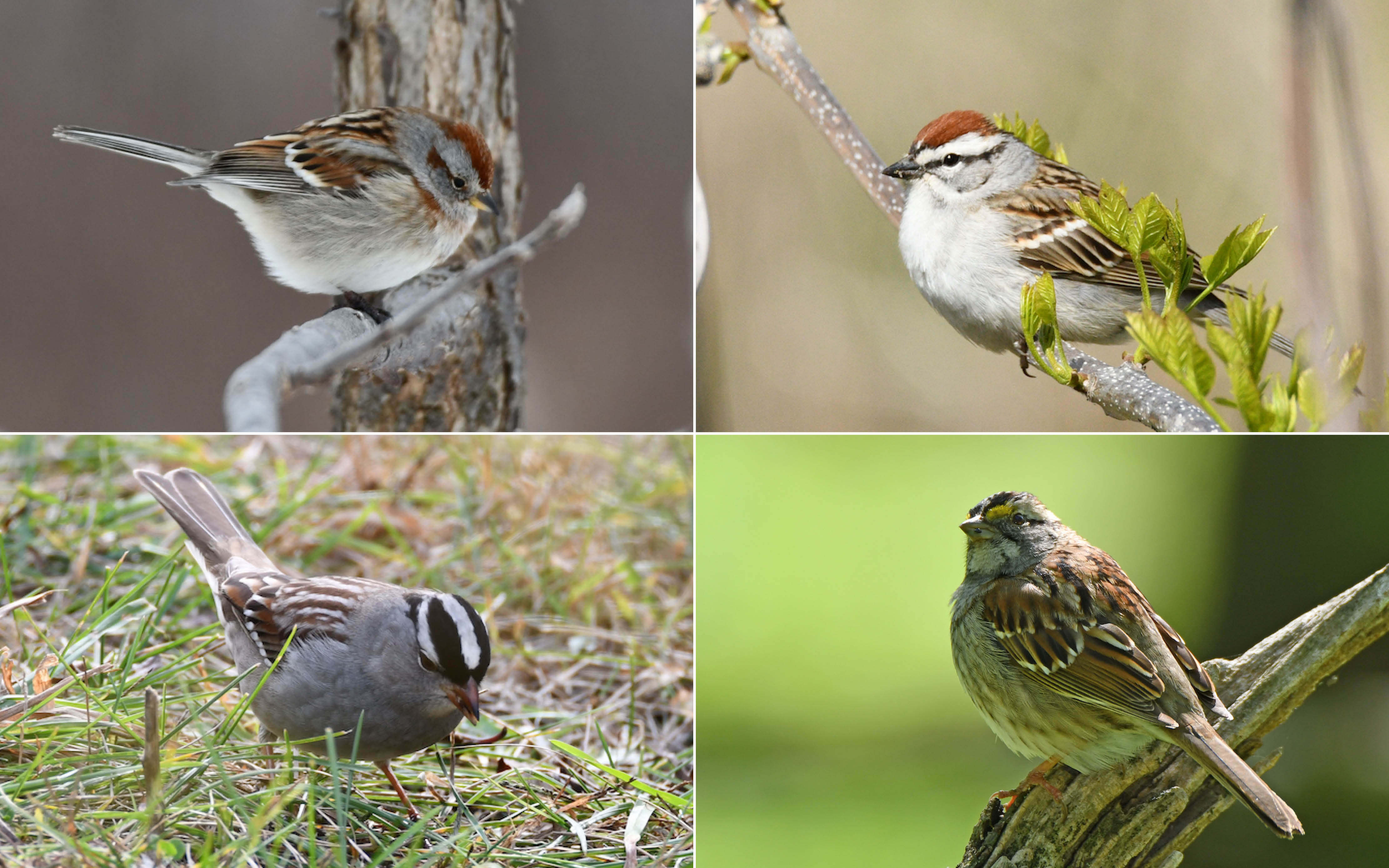 House Sparrow Identification, All About Birds, Cornell Lab of Ornithology