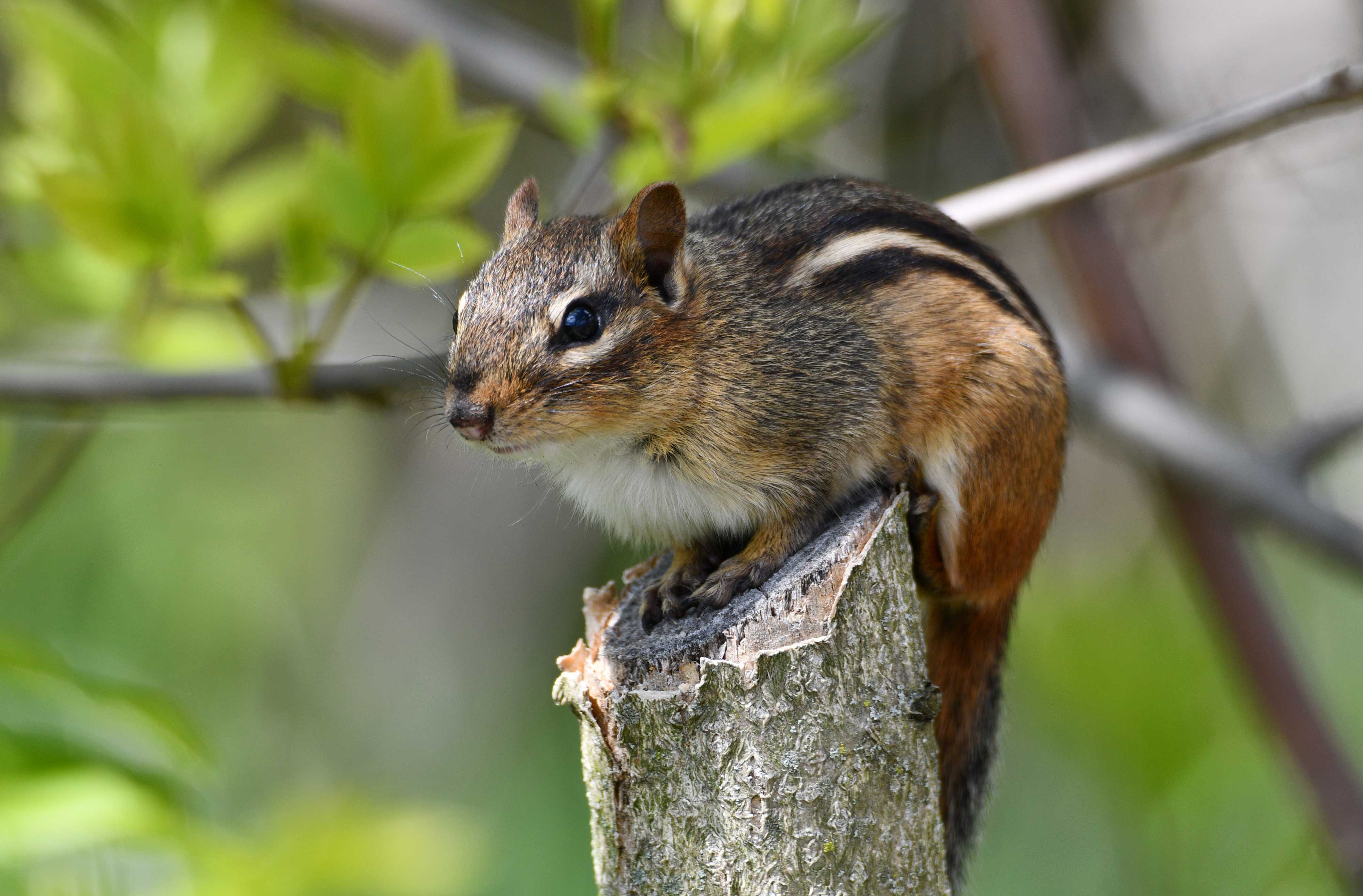 A chipmunk on a wooden post.