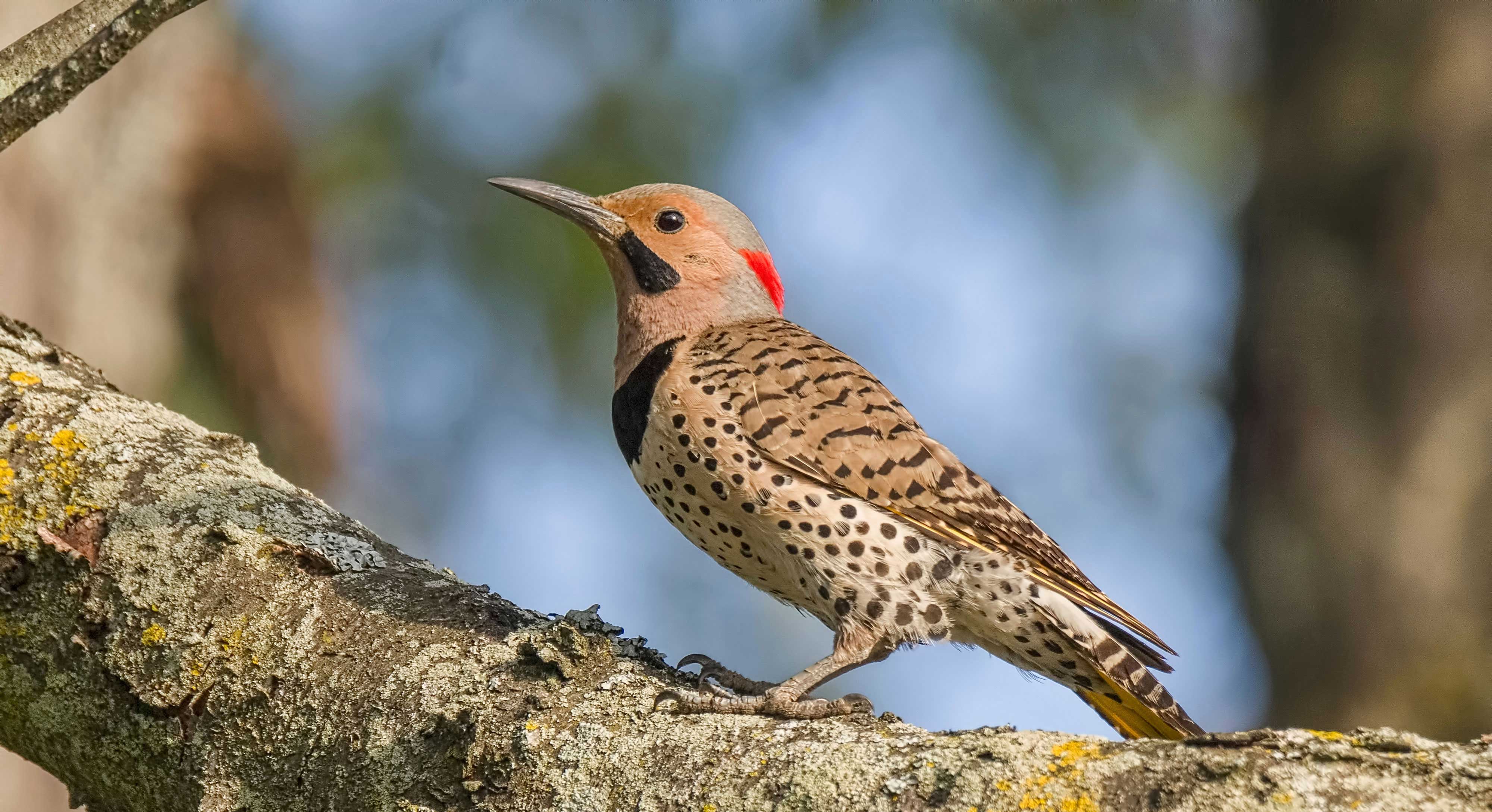 A northern flicker on tree bark.