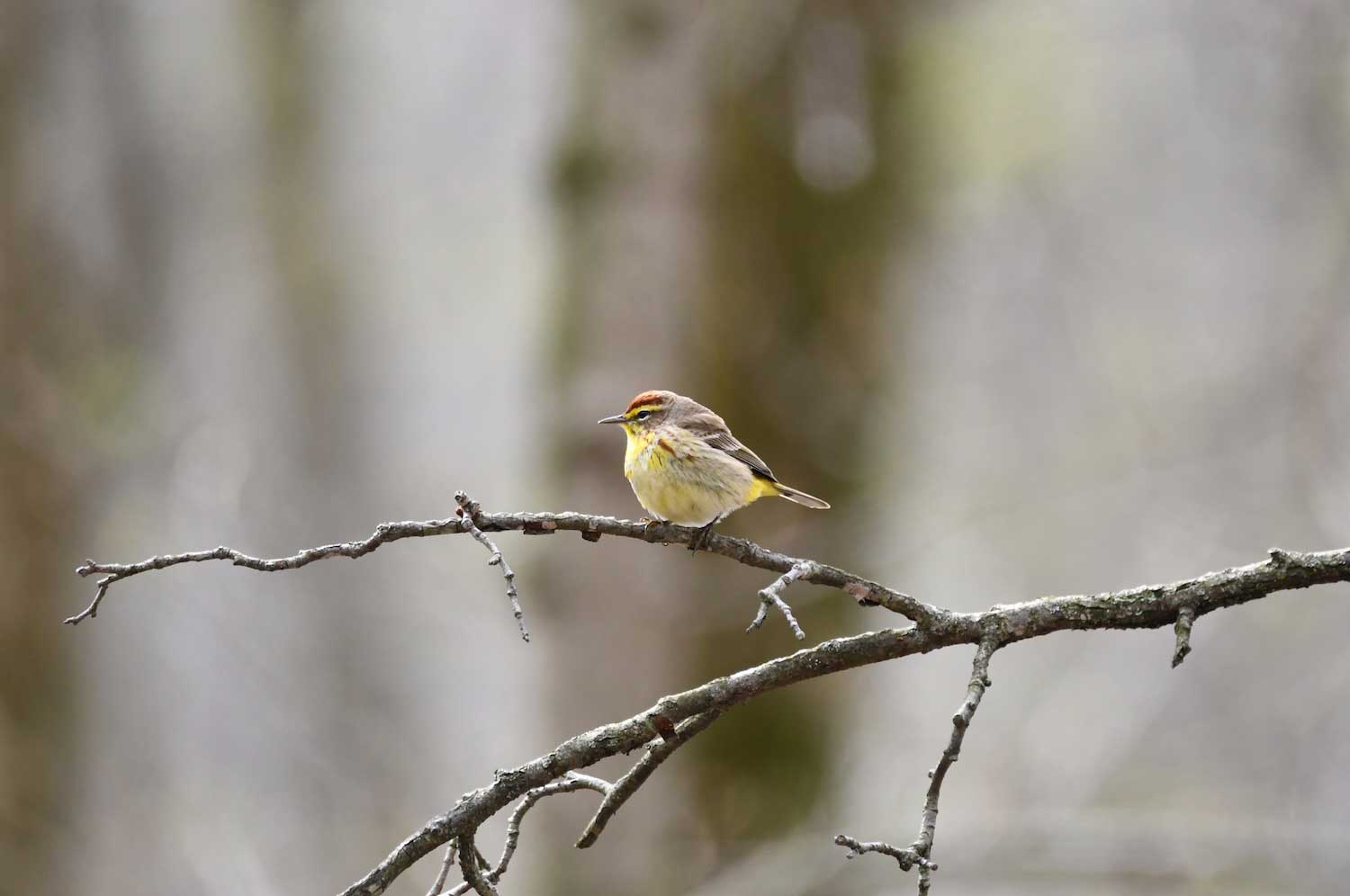 A palm warbler perched on a bare tree branch.