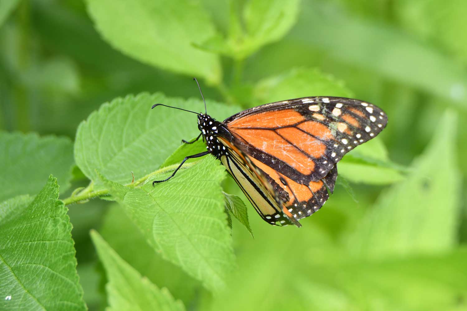 A monarch butterfly atop a green leaf.