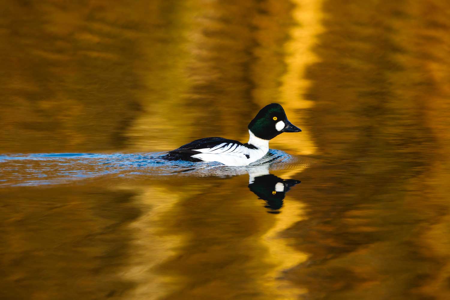 A male common goldeneye swimming in the water. 