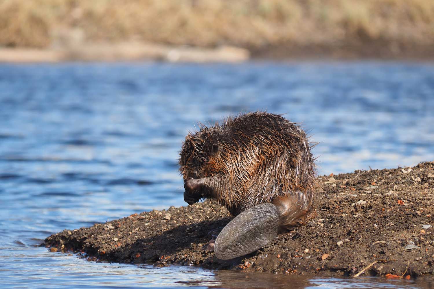 A beaver near the water.
