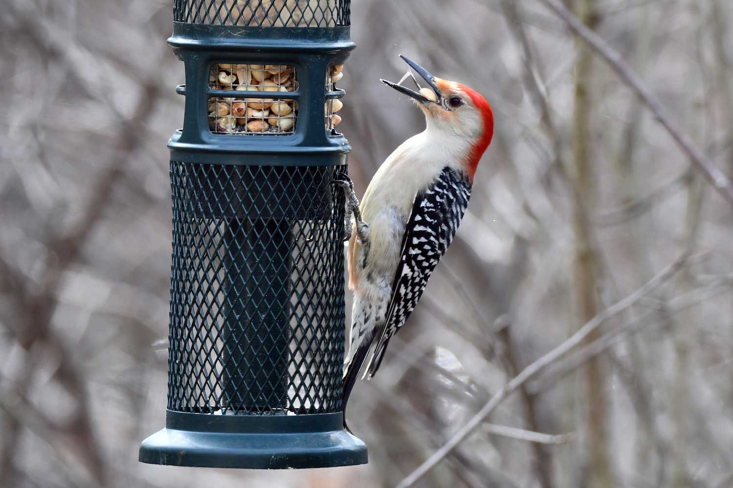 A red-bellied-woodpecker on a feeder with a seed in its mouth.