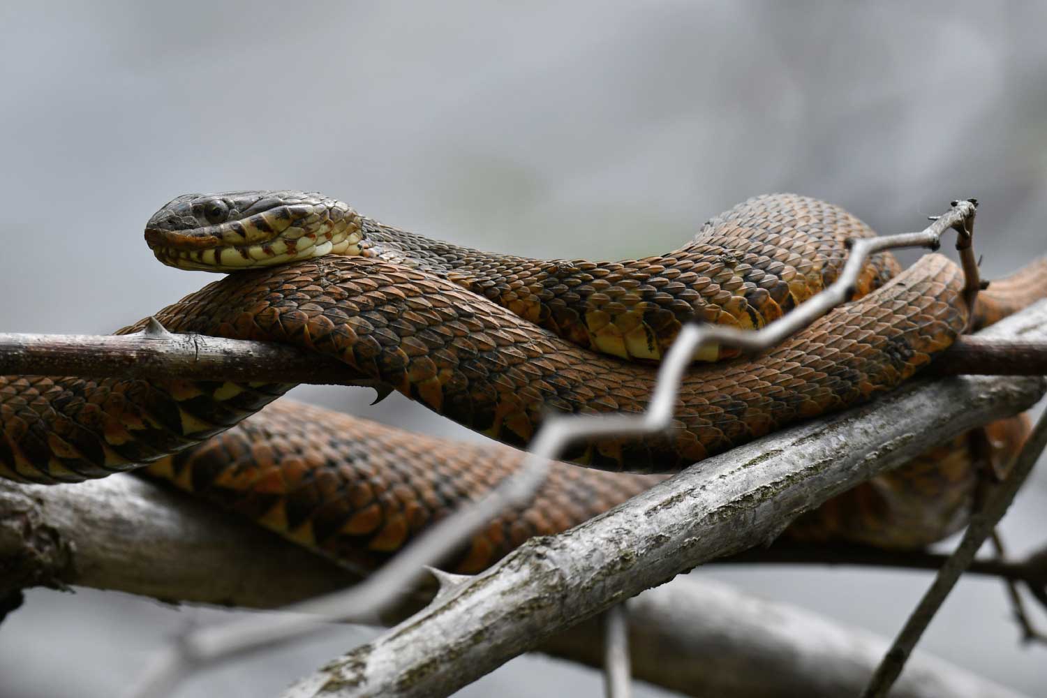 A northern water snake coiled on a tree branch