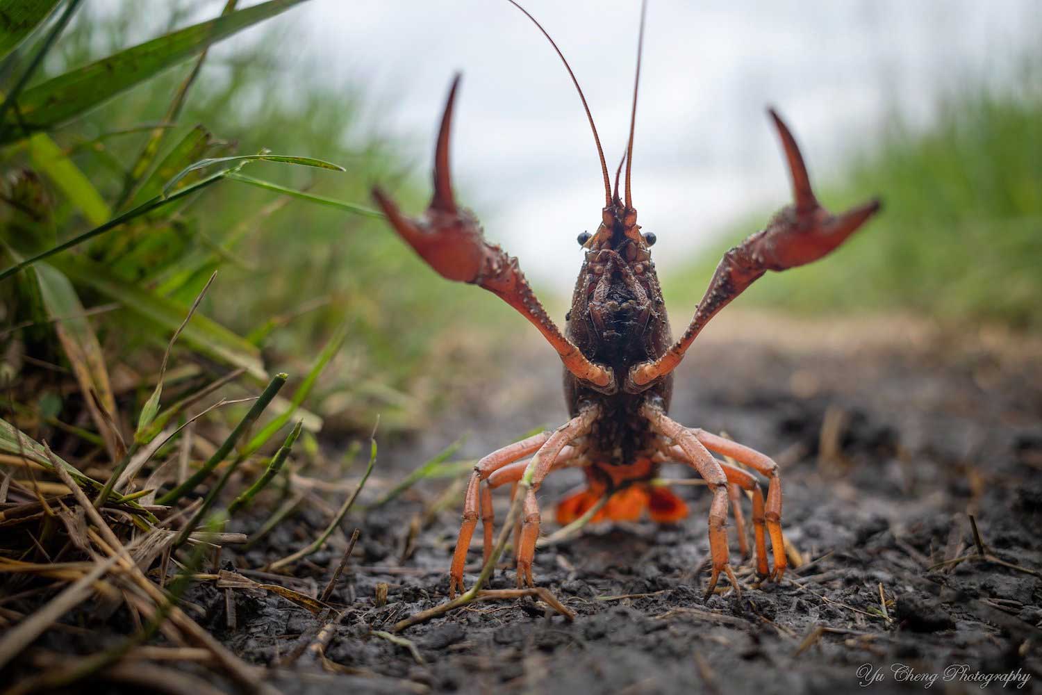 A crayfish standing with its front legs extended in the air.