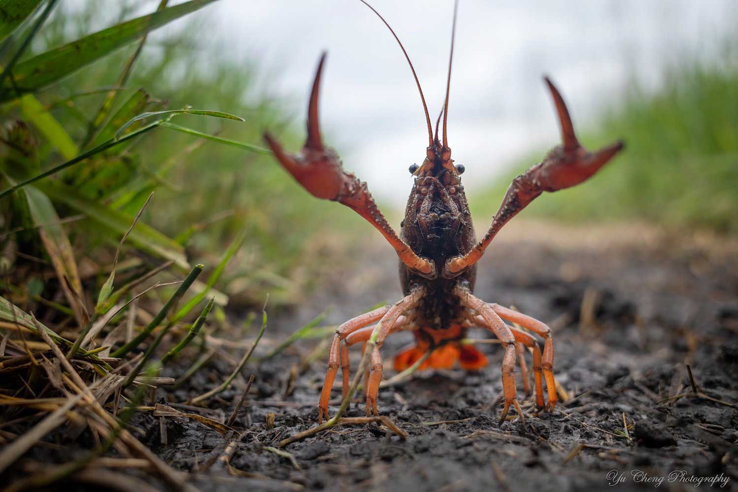A crayfish standing with its front legs extended in the air.
