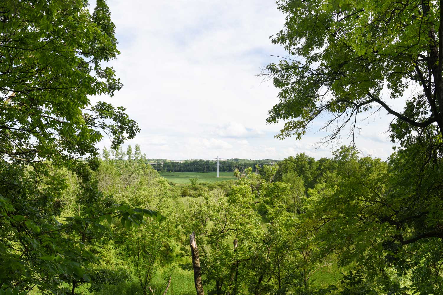 Scenery shot near trees.