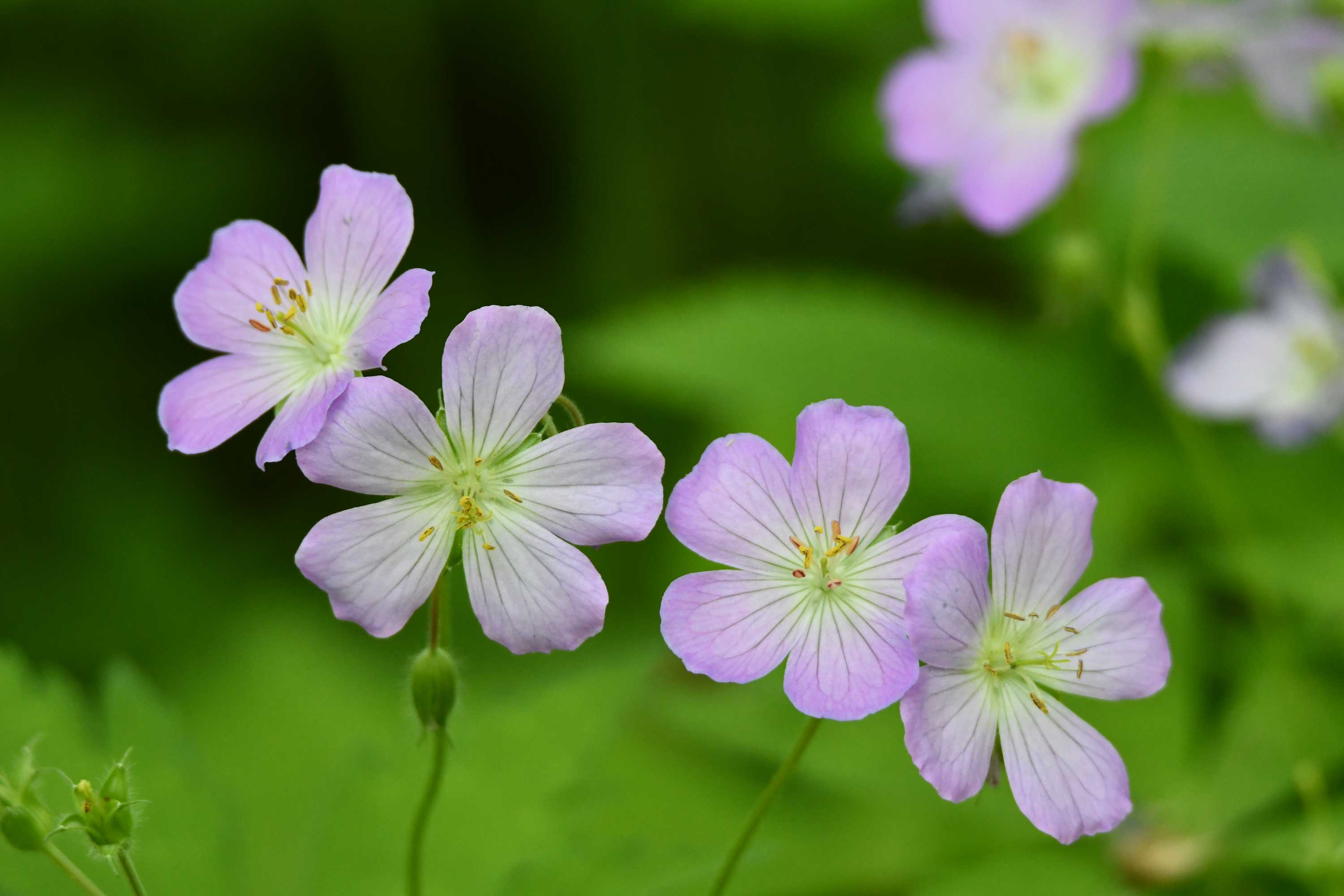 The pinkish petals of wild geranium.