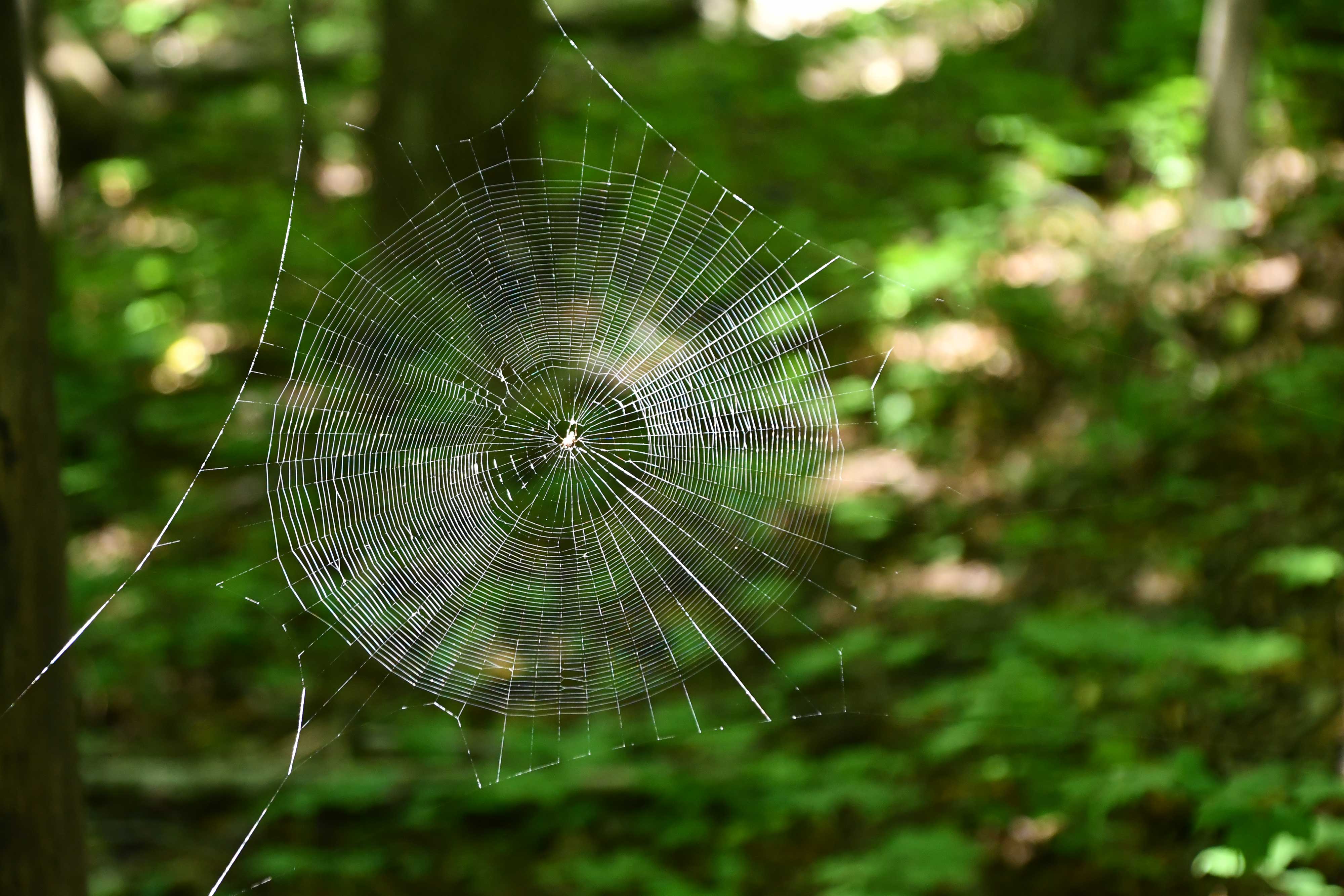 Spider web in the woods