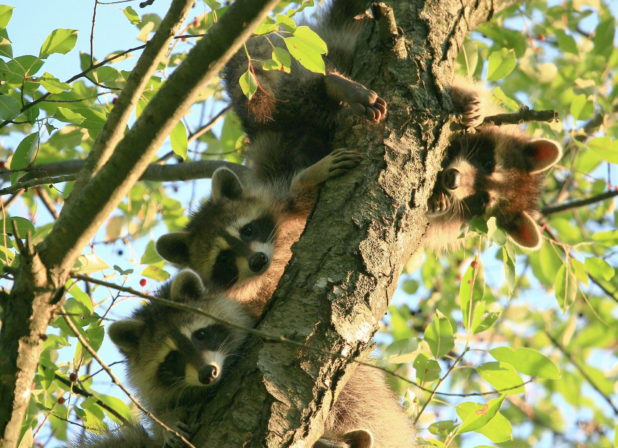 Four raccoons climbing a tree