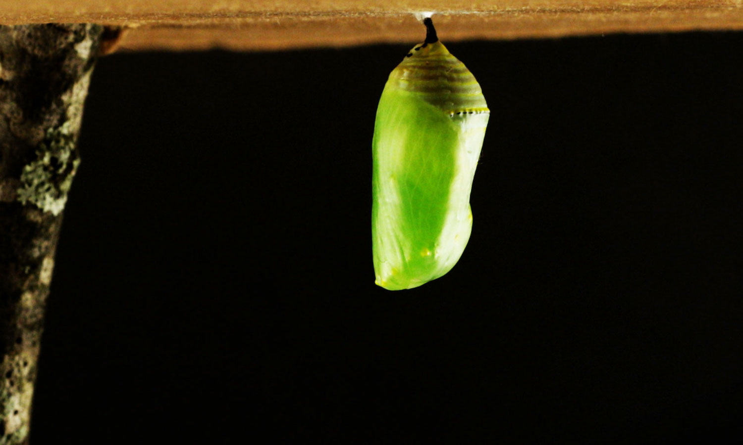 A monarch chrysalis.