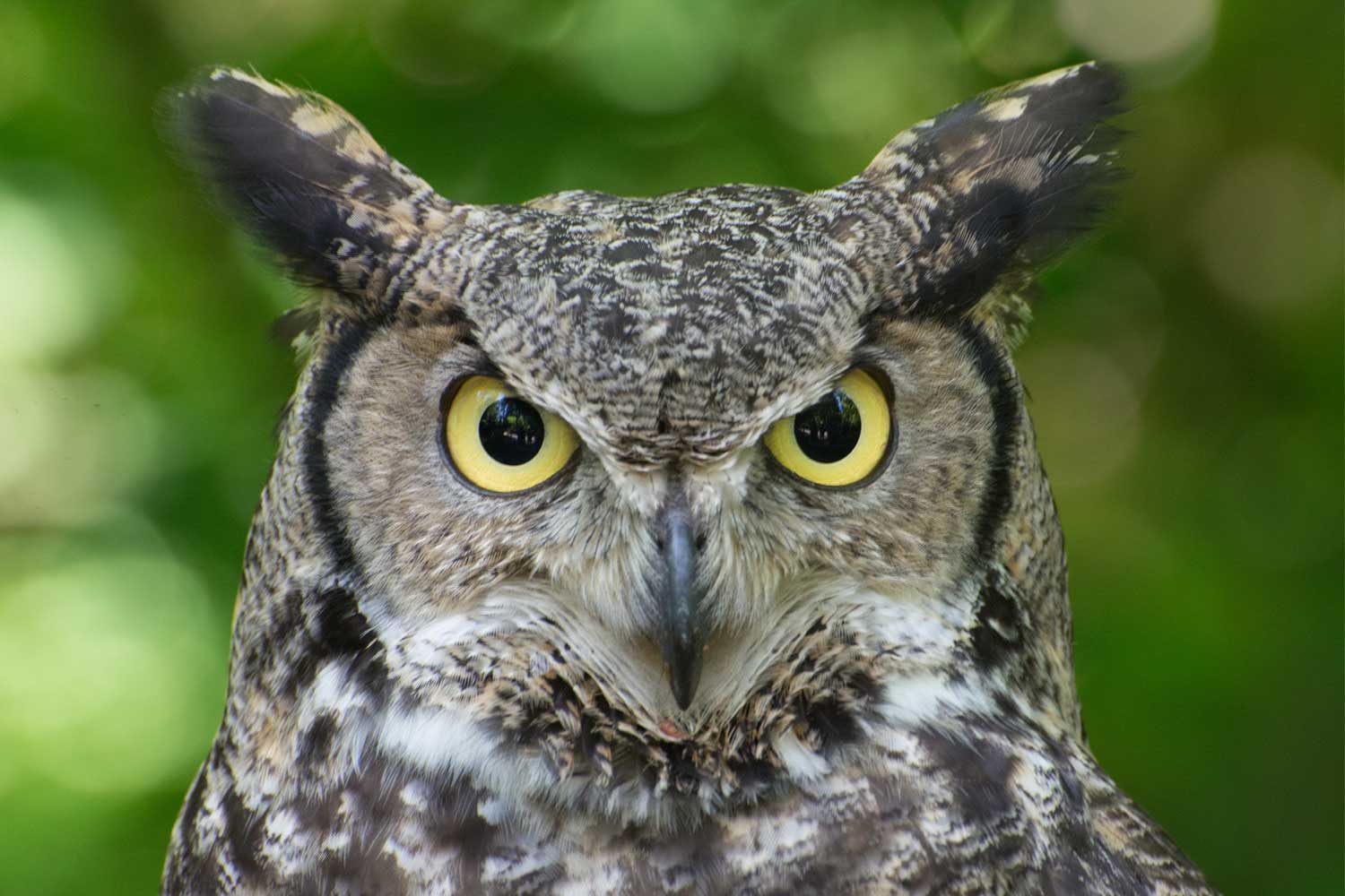 Great horned owl close up.