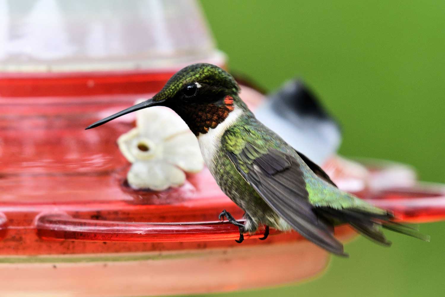 Hummingbird perched on a feeder.
