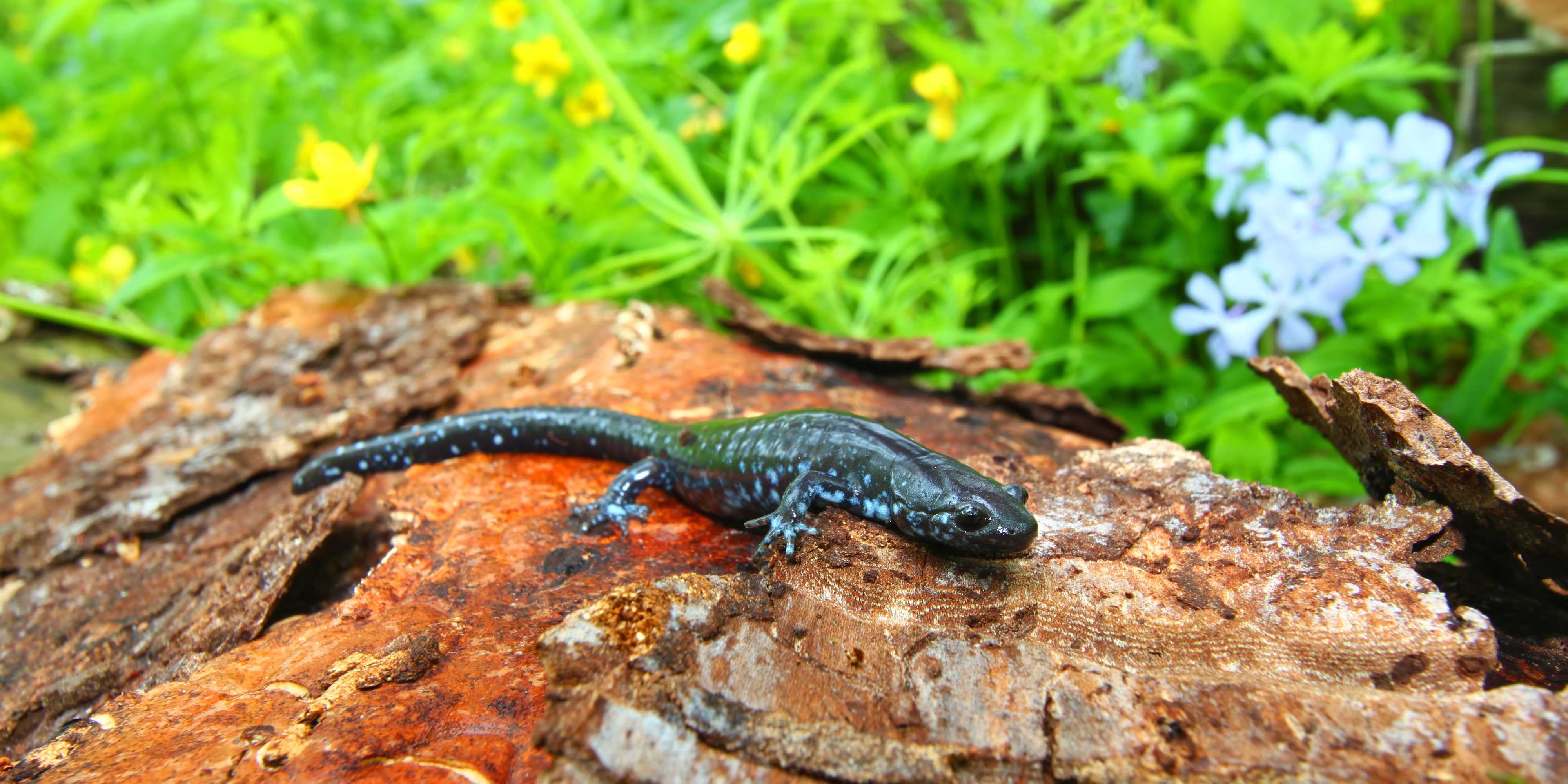 A blue-spotted salamander draped on top of a down log