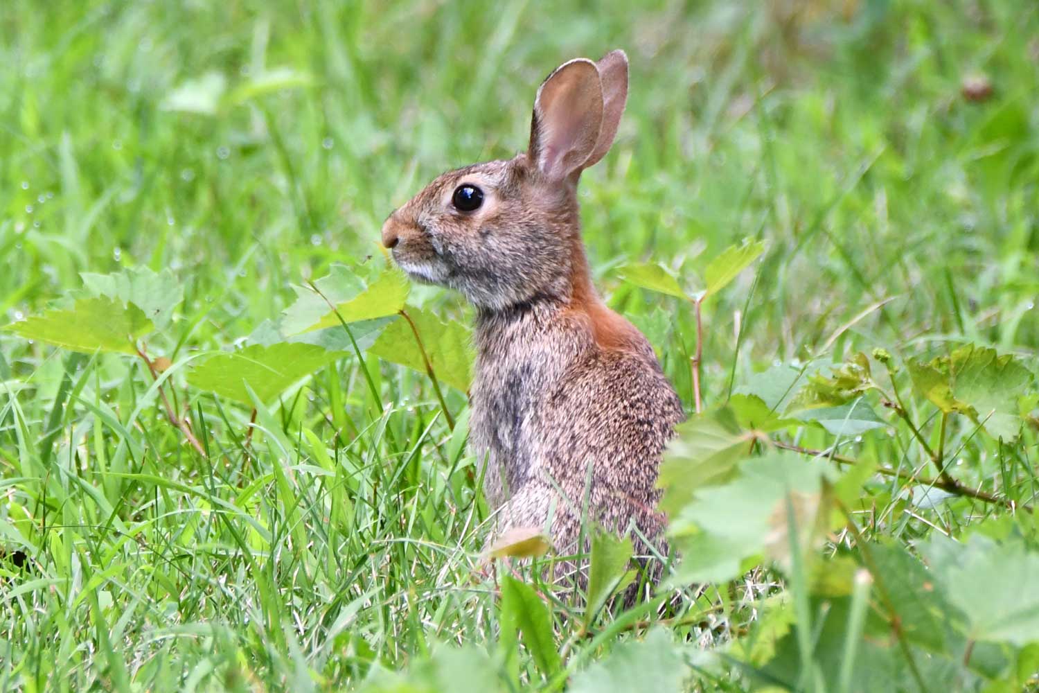 Rabbit sitting in grass looking off into the distance.