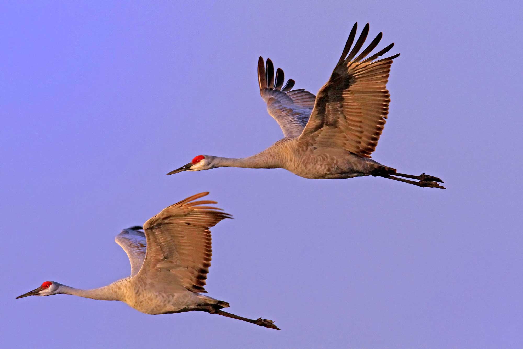 Sandhill cranes flying overhead