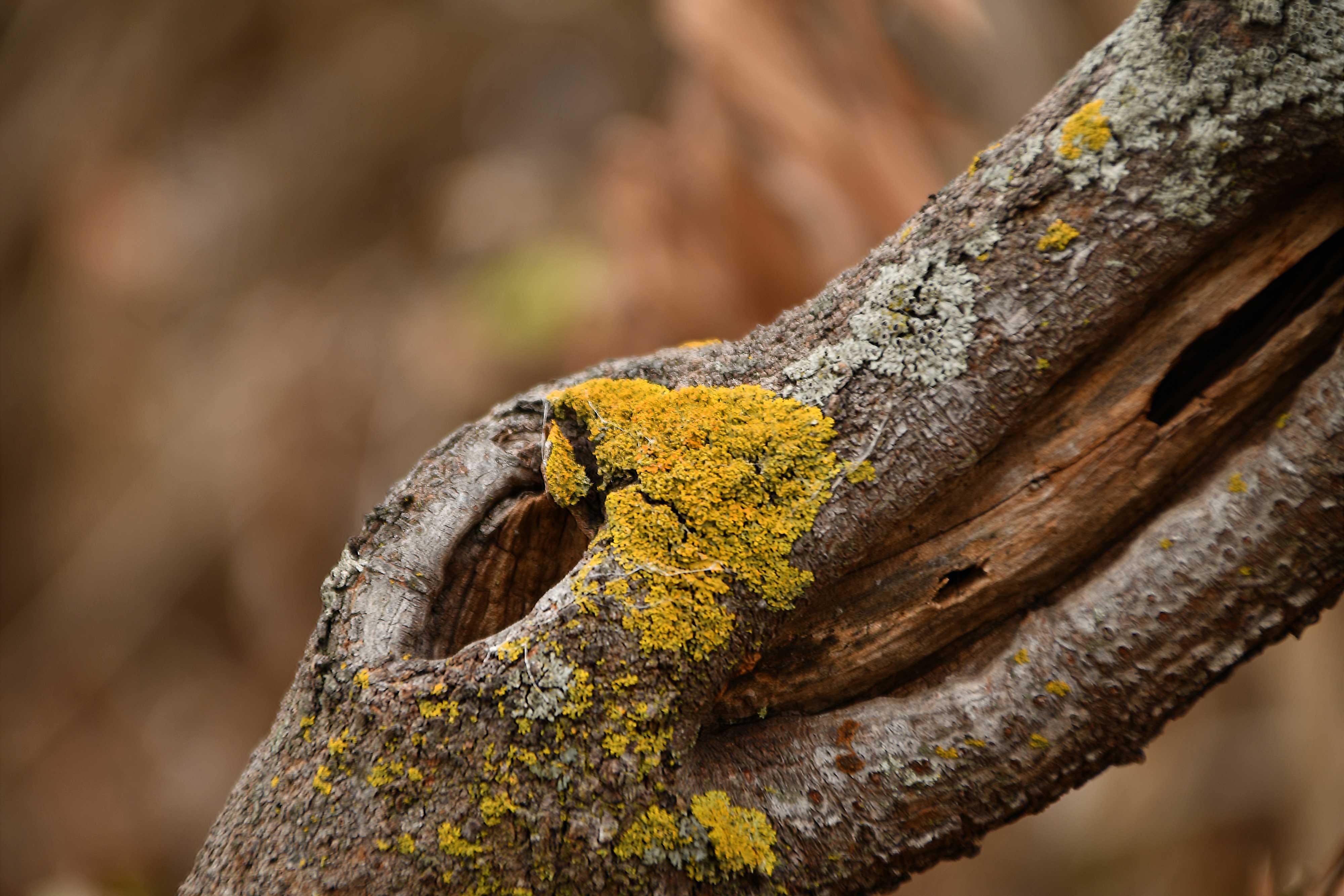 Close-up of lichens on tree bark.