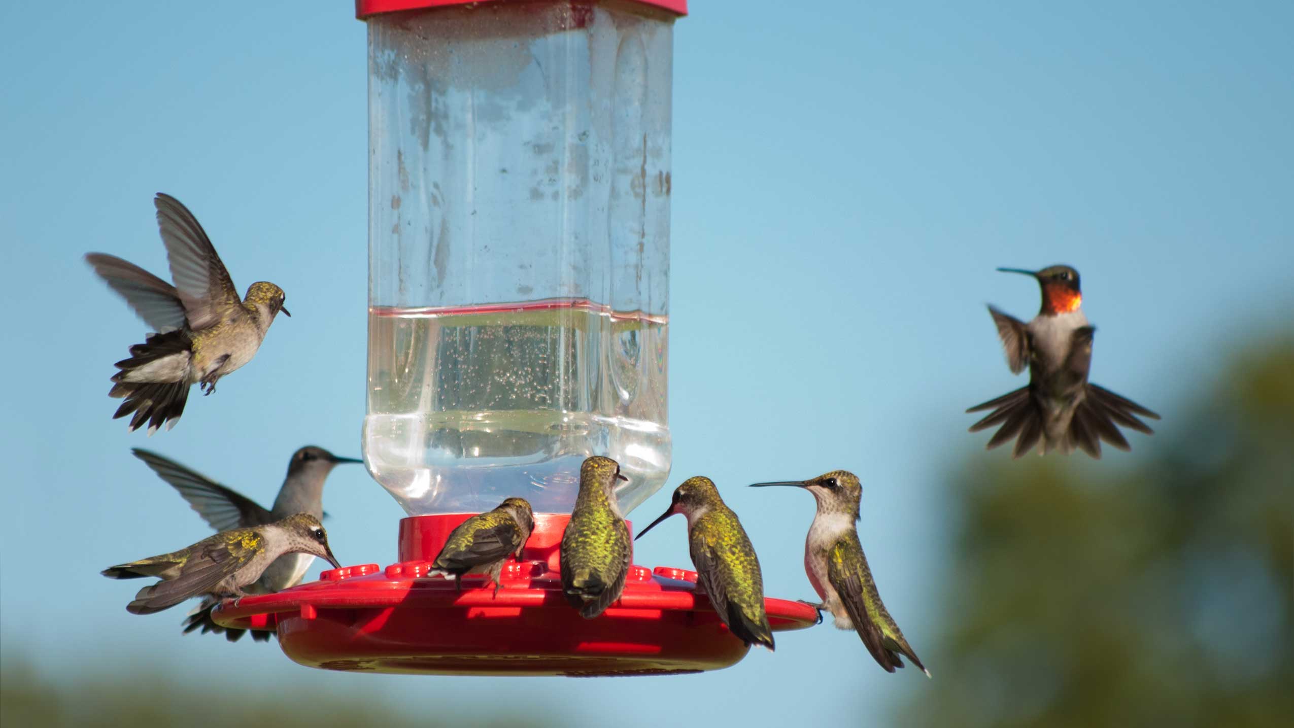 A group of hummingbirds at a feeder.