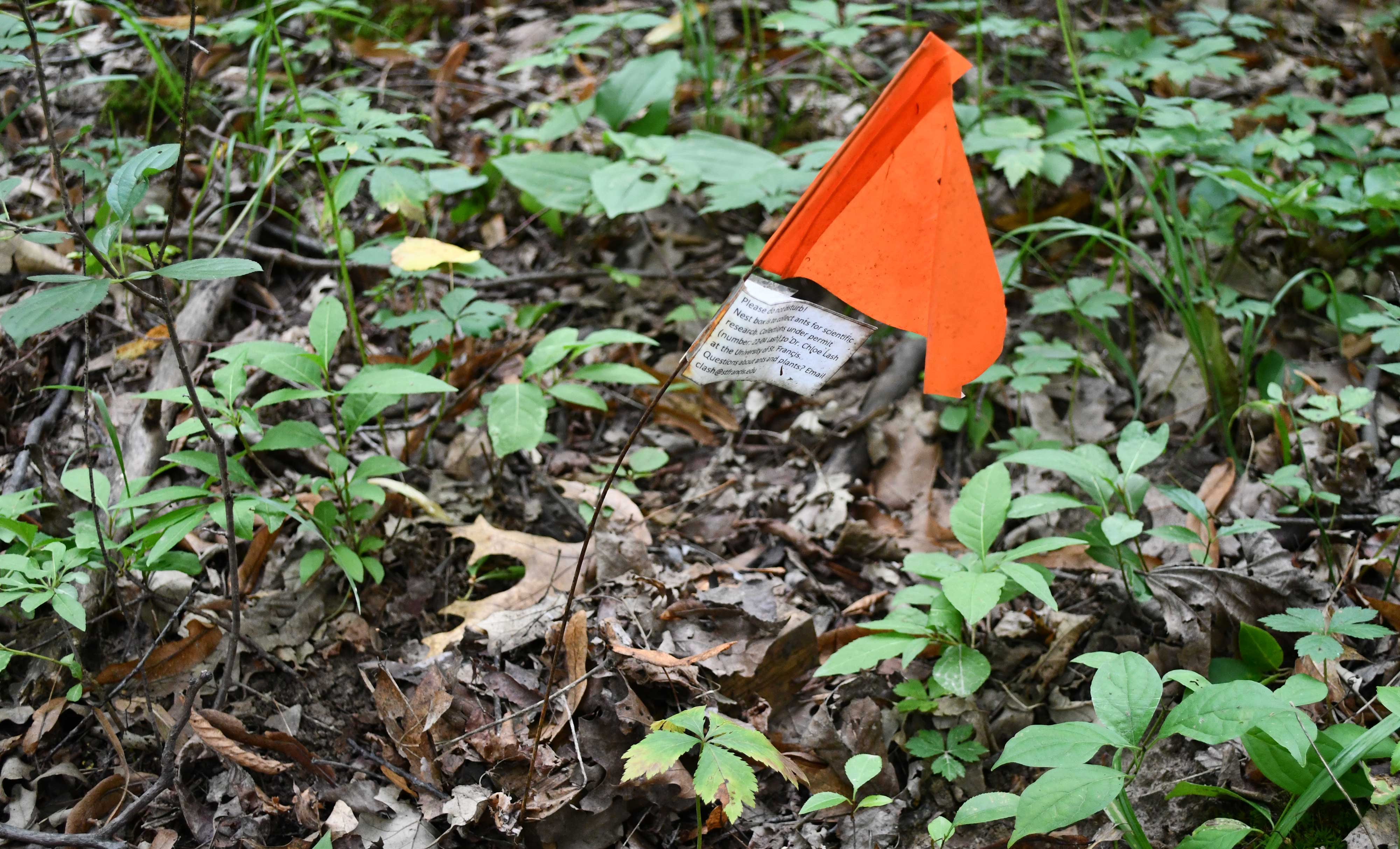 A flag in the ground.