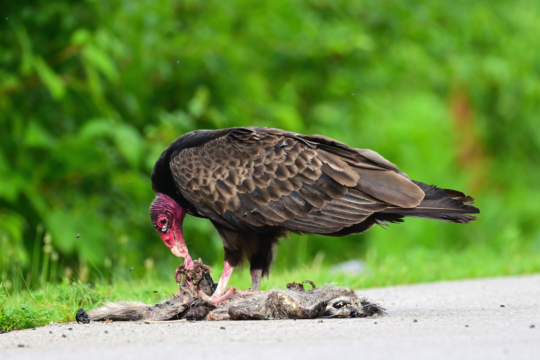 A turkey vulture eating carrion. 