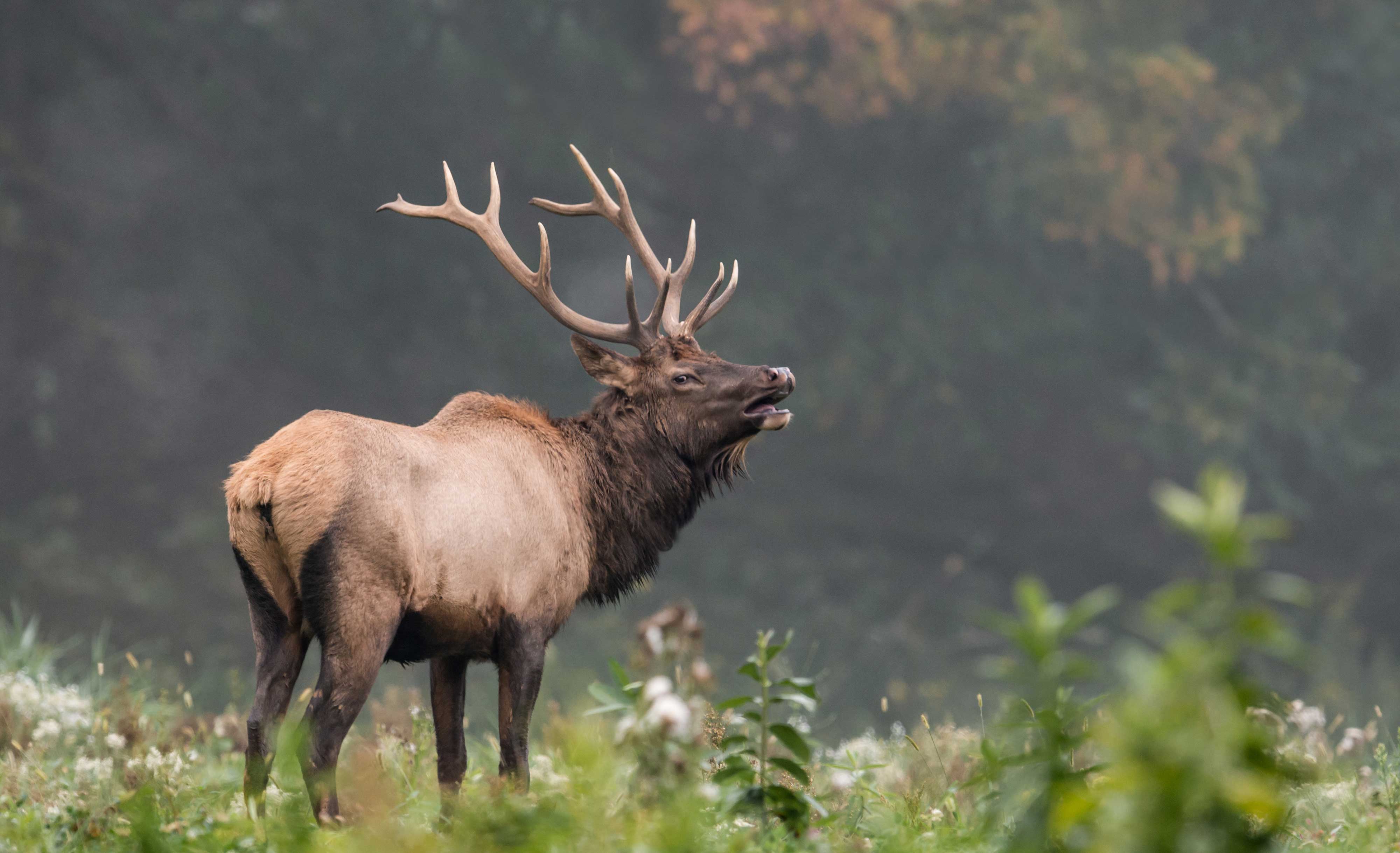 An elk in a field.