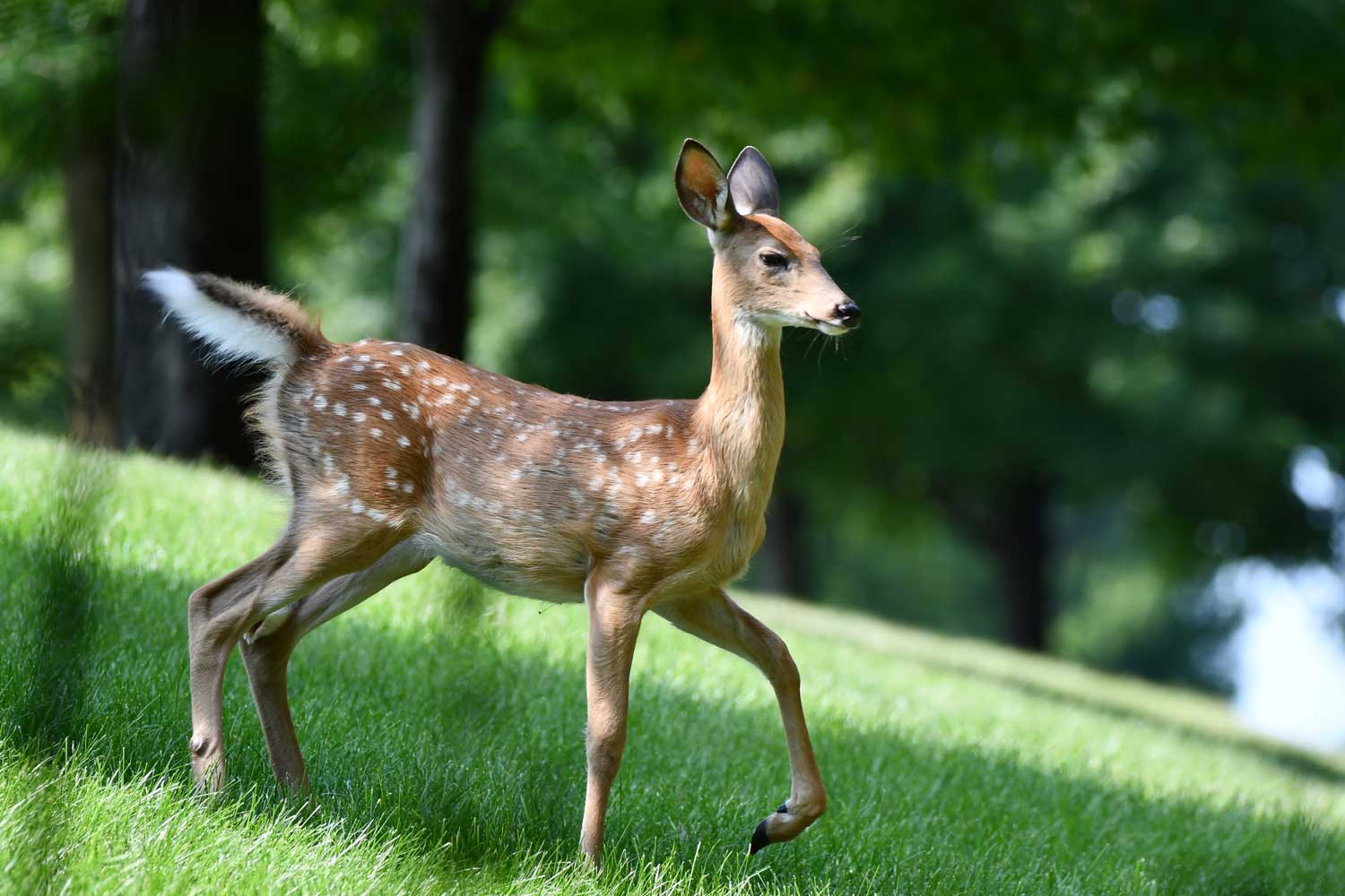 White tailed deer standing in grass.