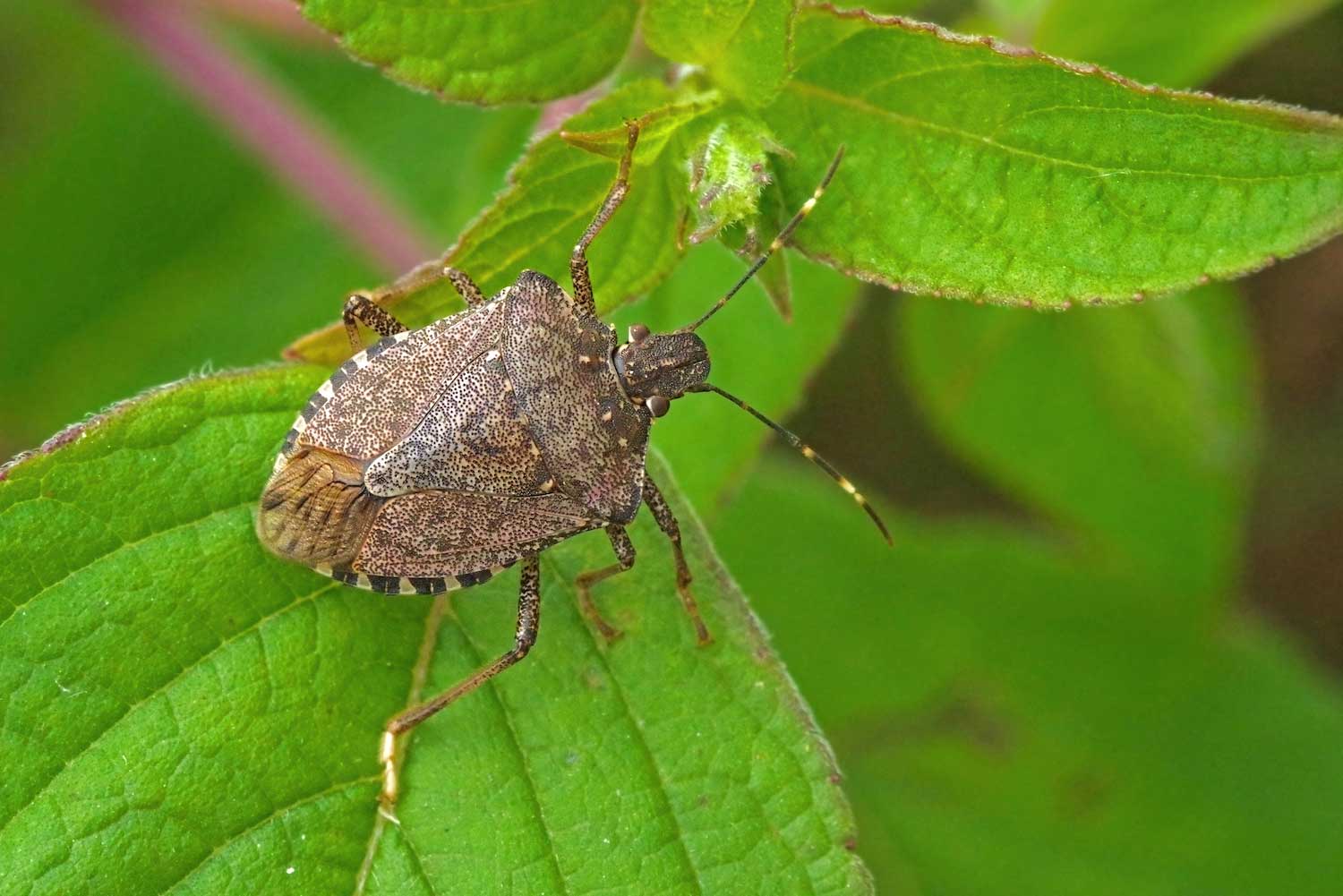 A stink bug on a leaf.