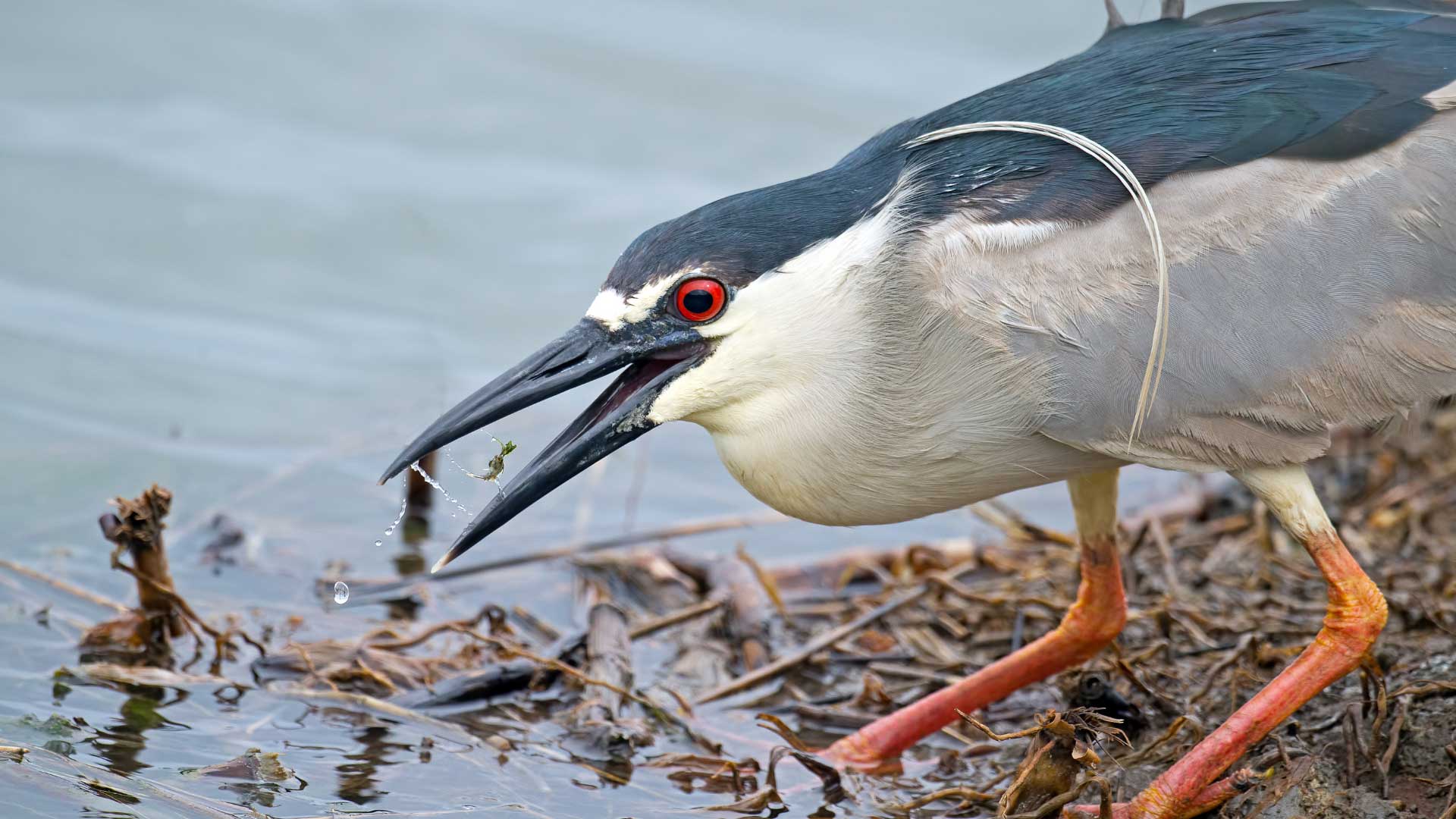A black-crowned night heron with vivid red eyes and dark plumage crouches at the water’s edge, holding a small aquatic creature in its open beak as water droplets splash around.