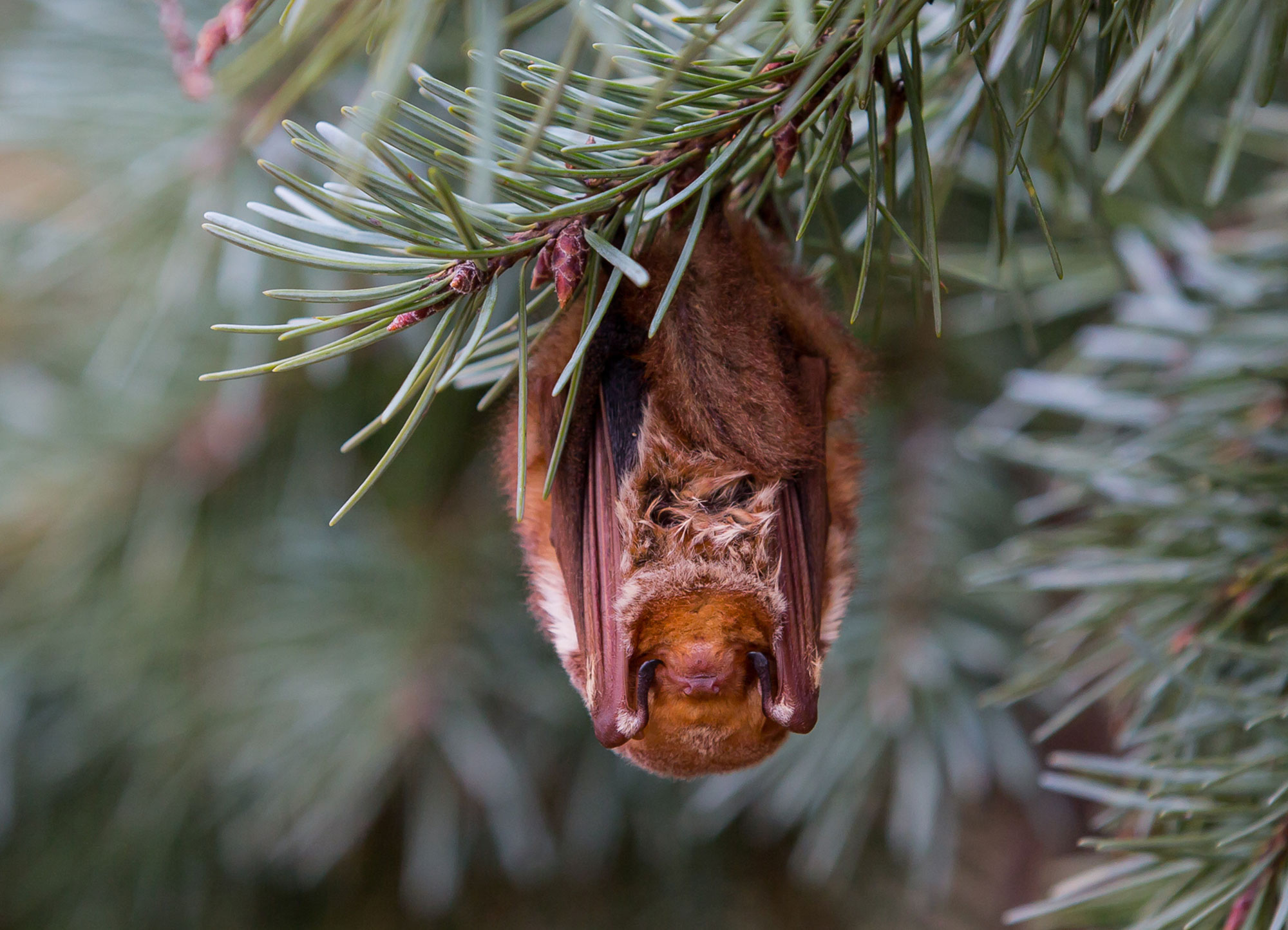 An eastern red bat in a tree.