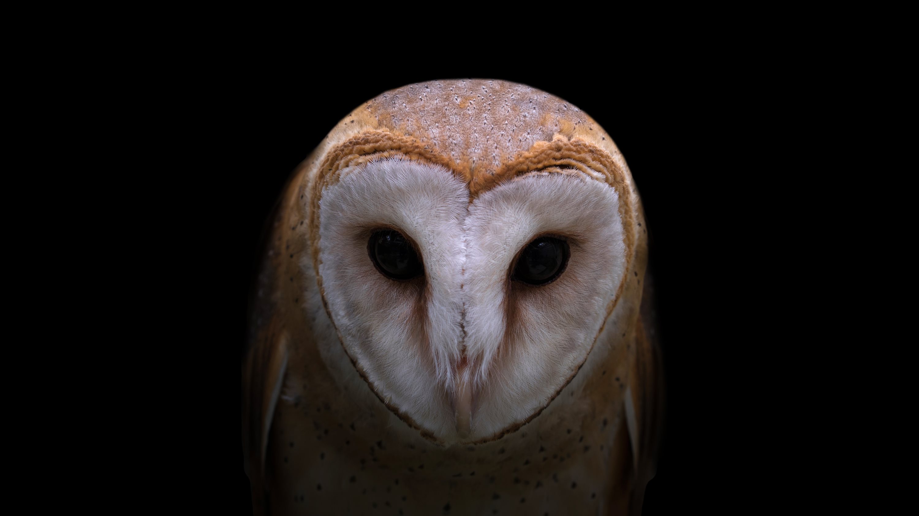 Close-up of a barn owl against a black background.