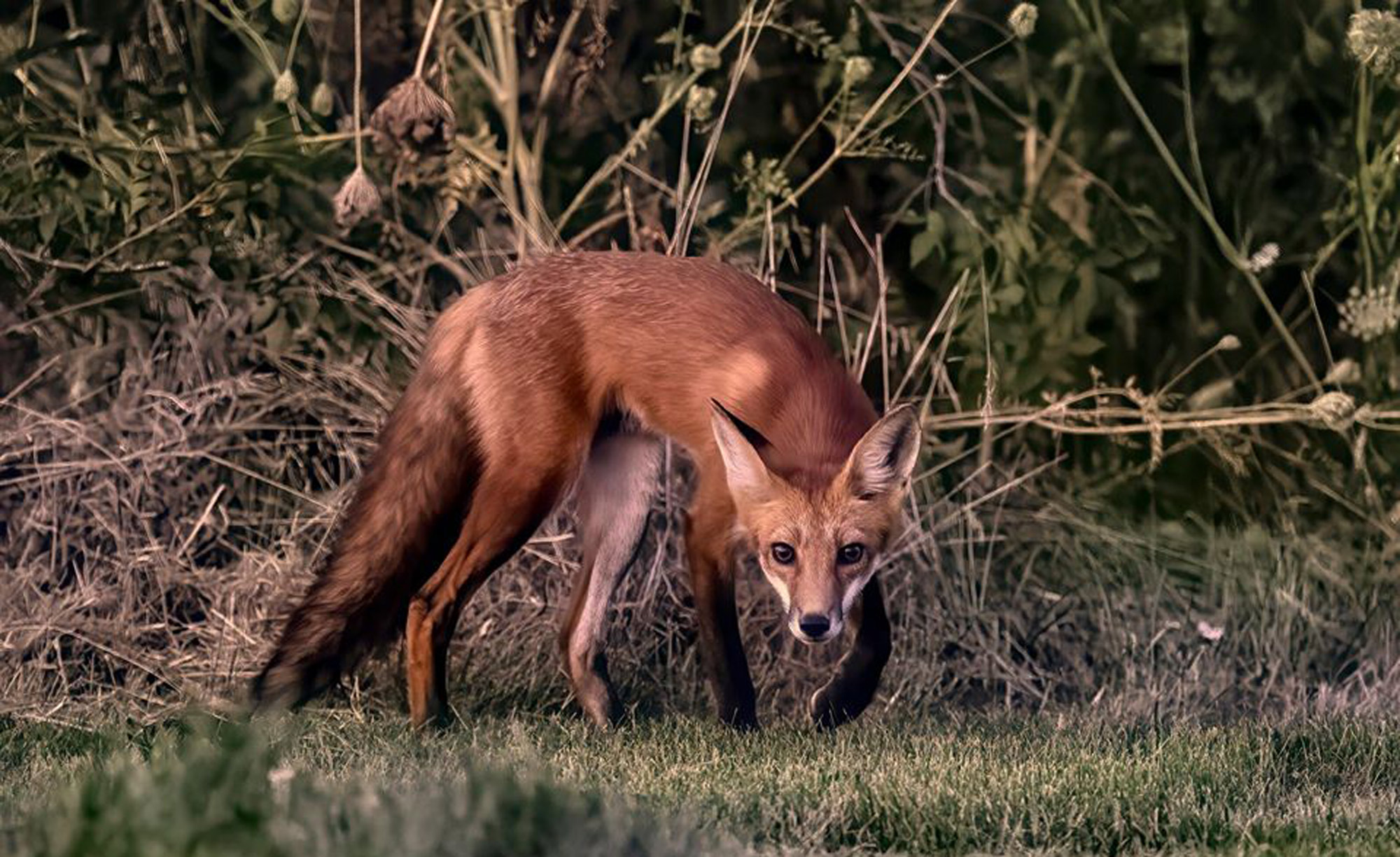 A red fox walking in the grass
