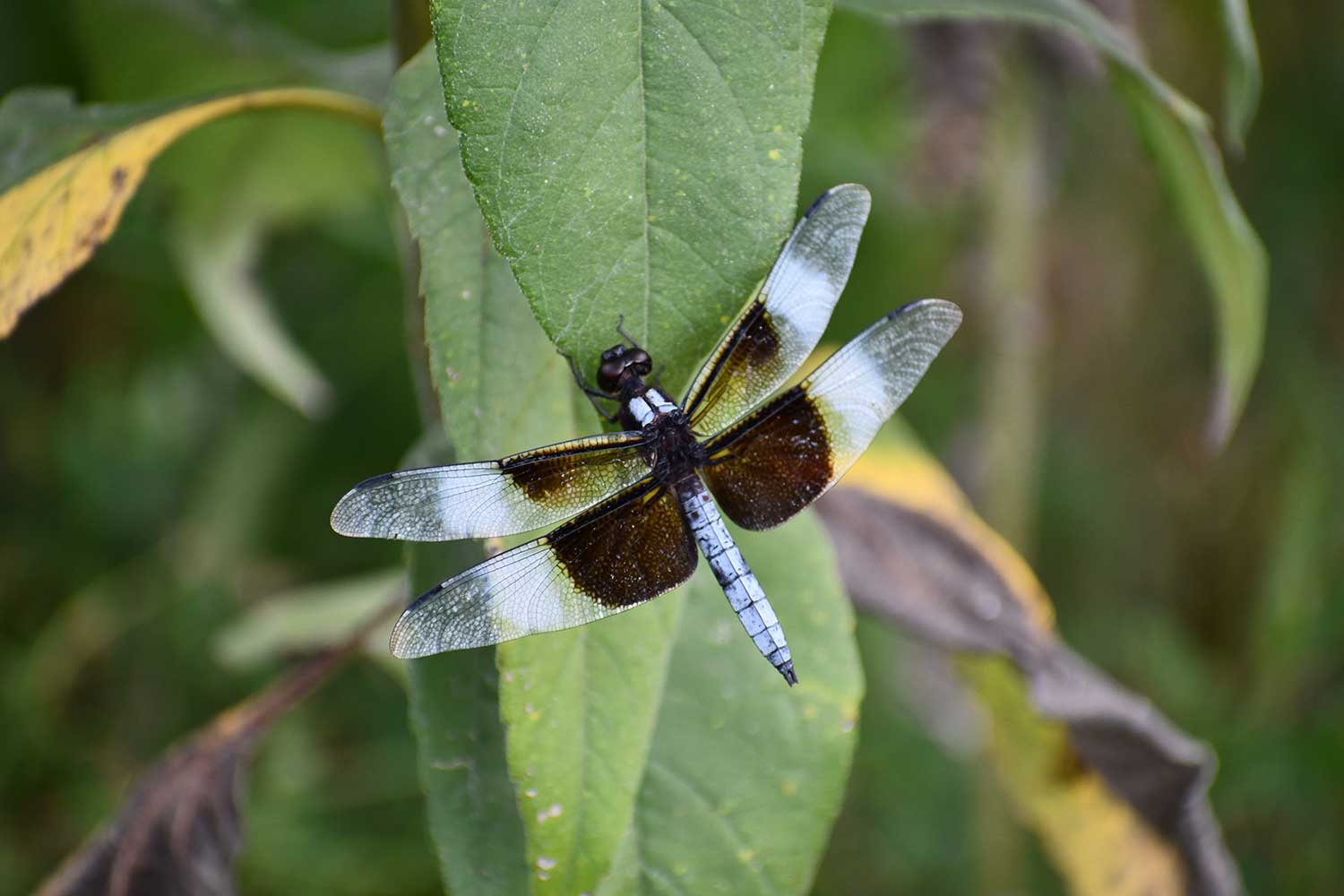 A dragonfly on a leaf.