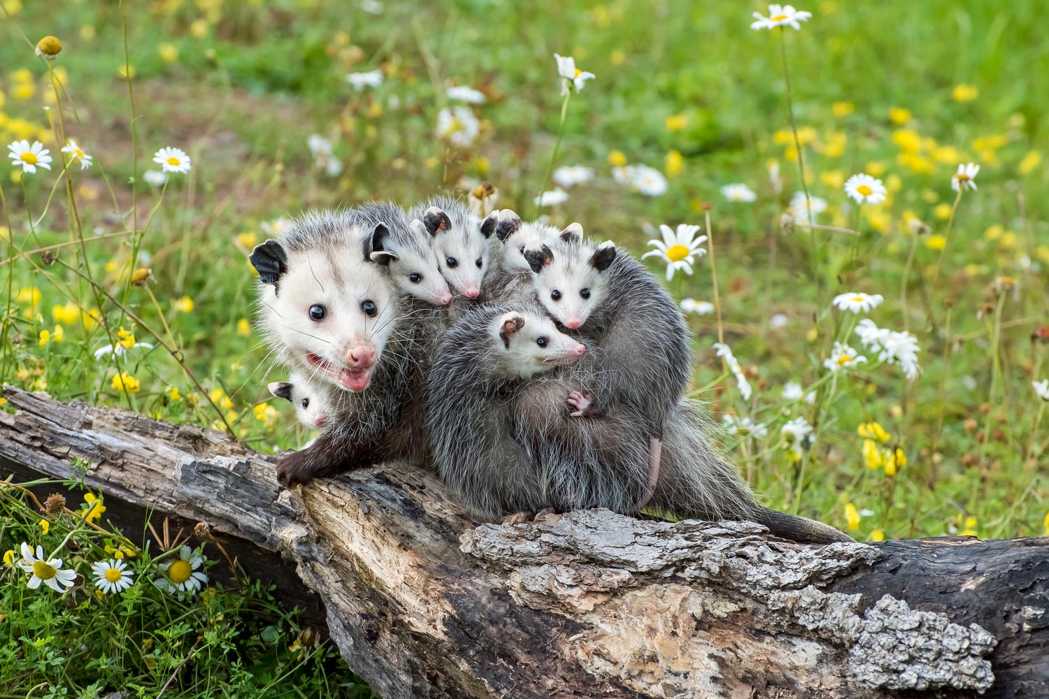 marsupial babies in pouch