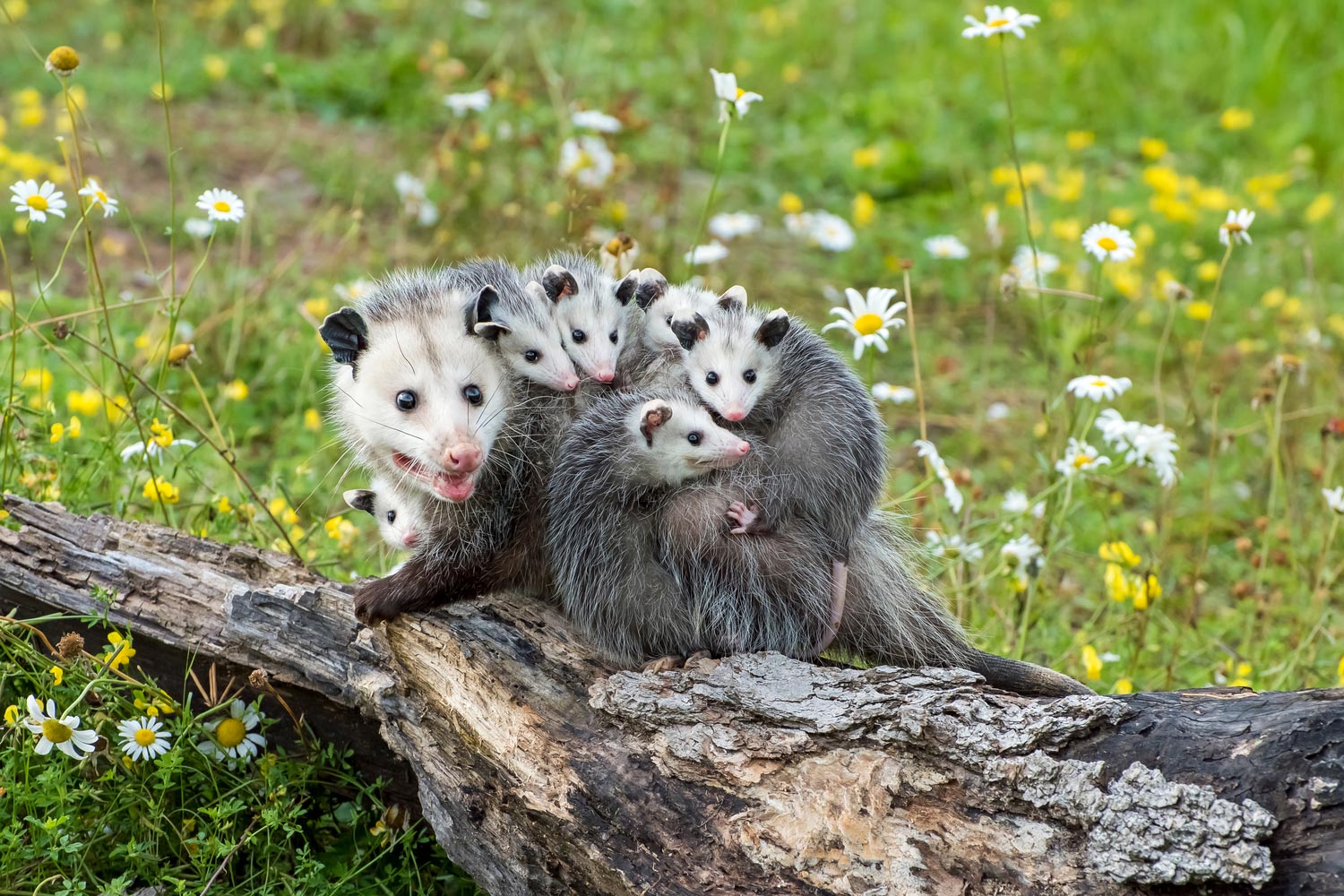 Baby opossums on their mother's back