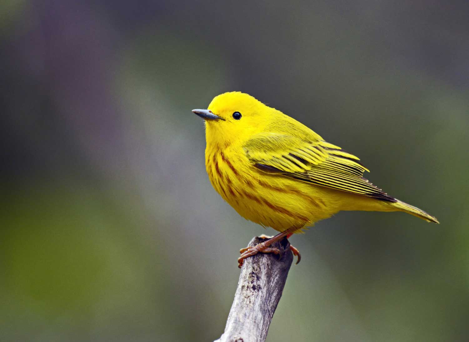 A yellow warbler perched atop a tree snag.