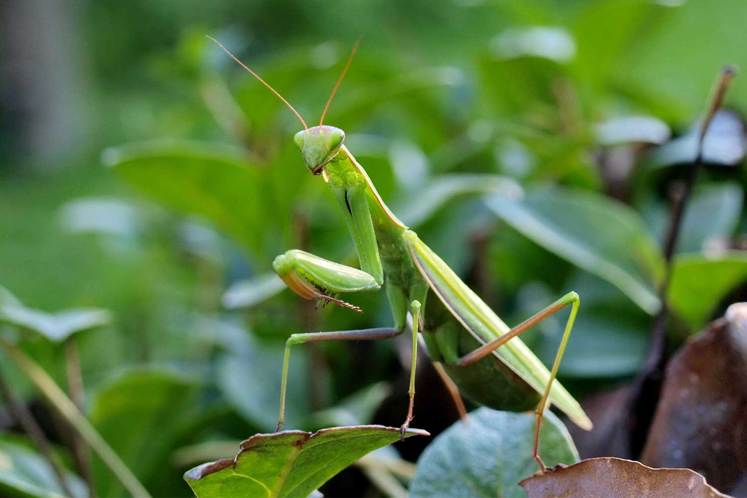 Praying mantis standing on leaves.