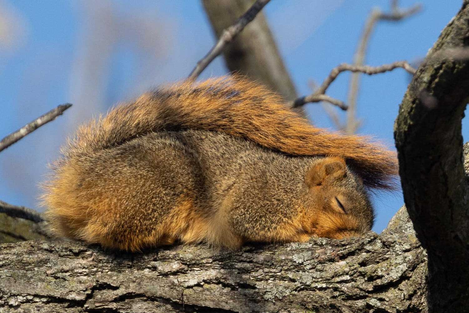 A red squirrel sleeping in the sun while laying on a branch.