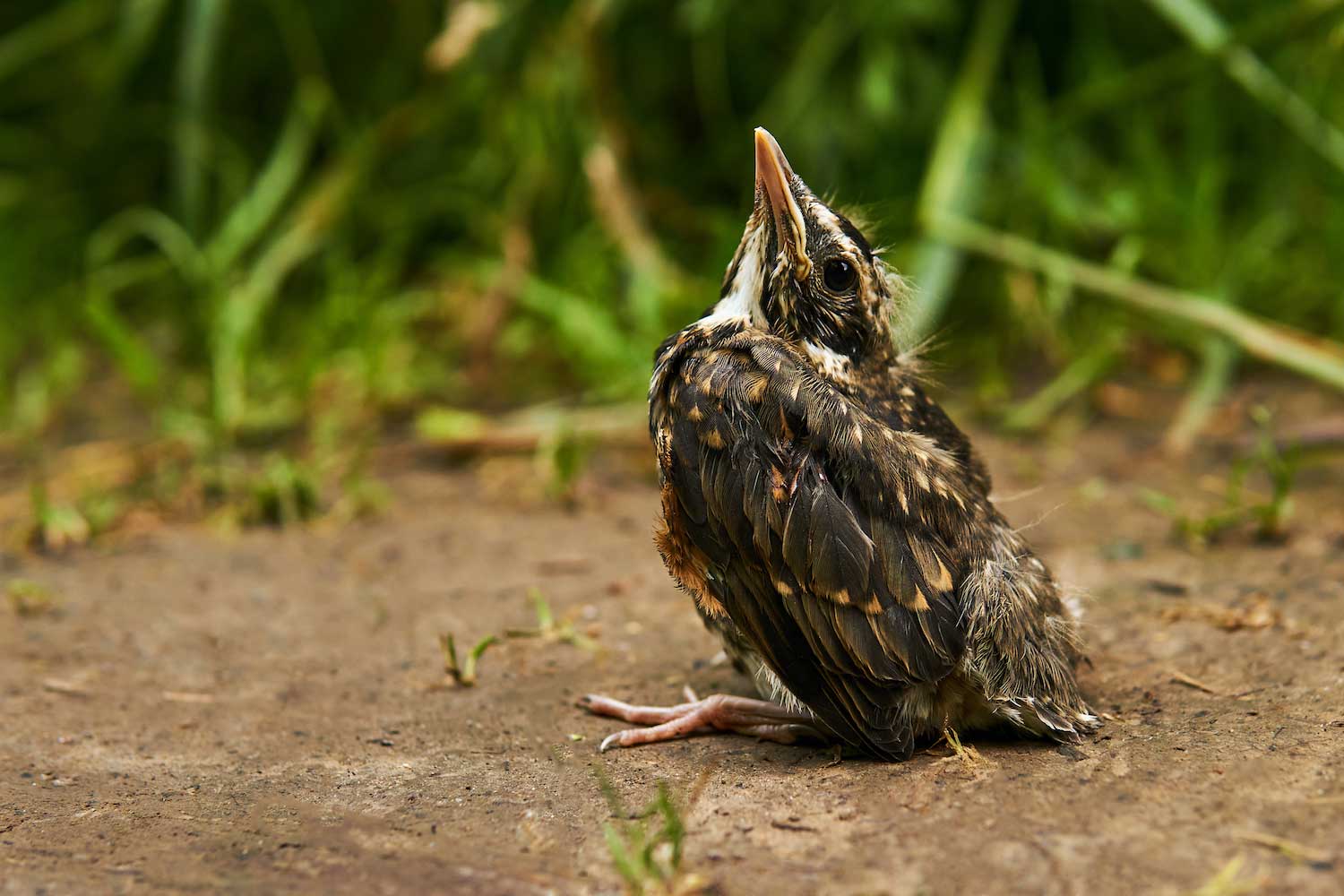 A robin fledgling on the ground.