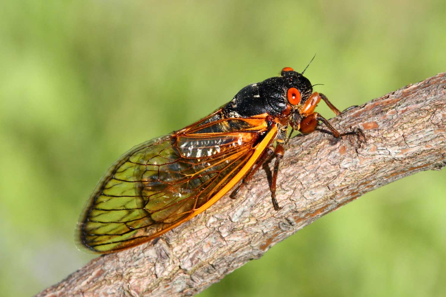 A periodical cicada on a tree branch.