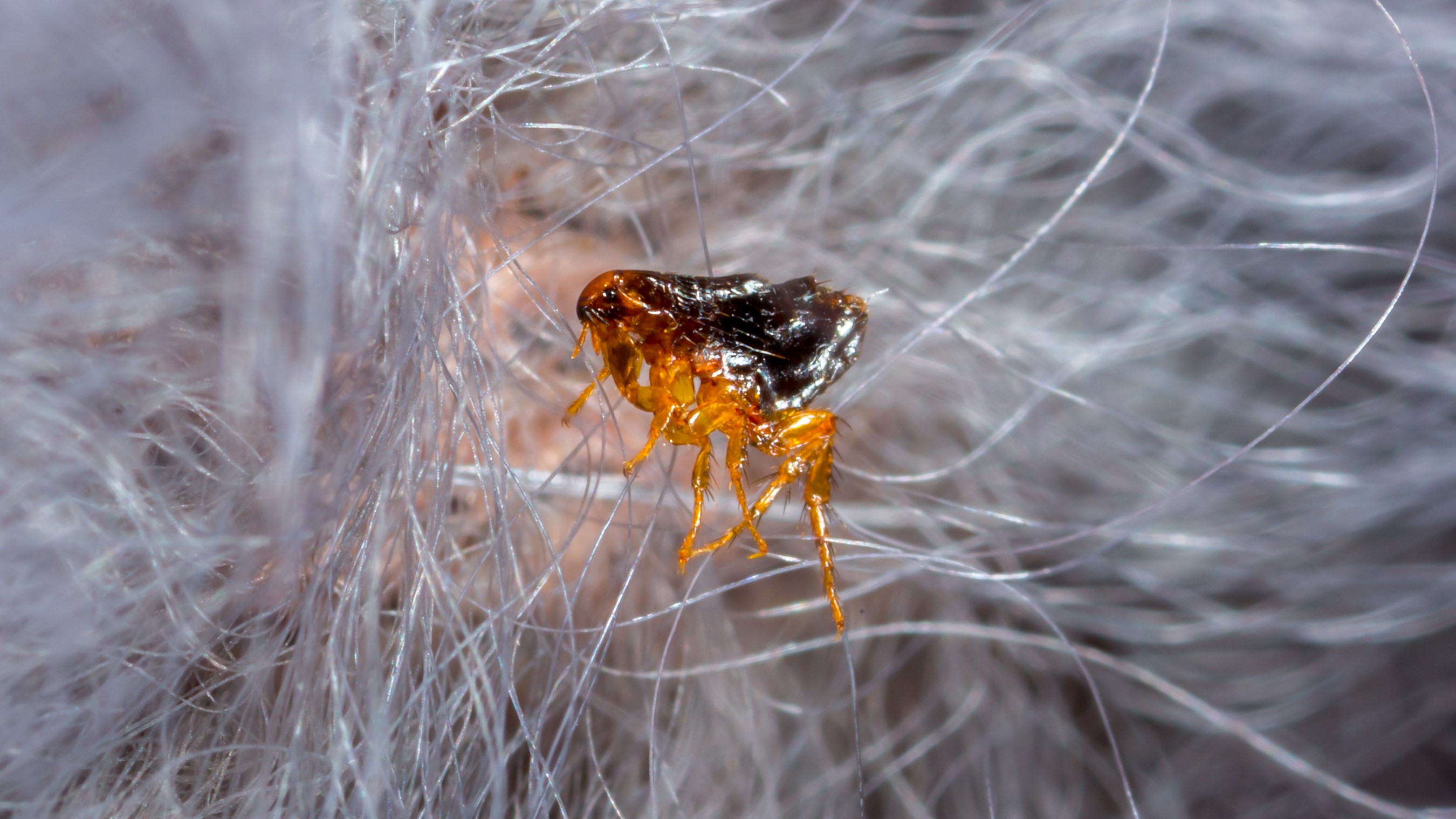 A flea in animal hair.