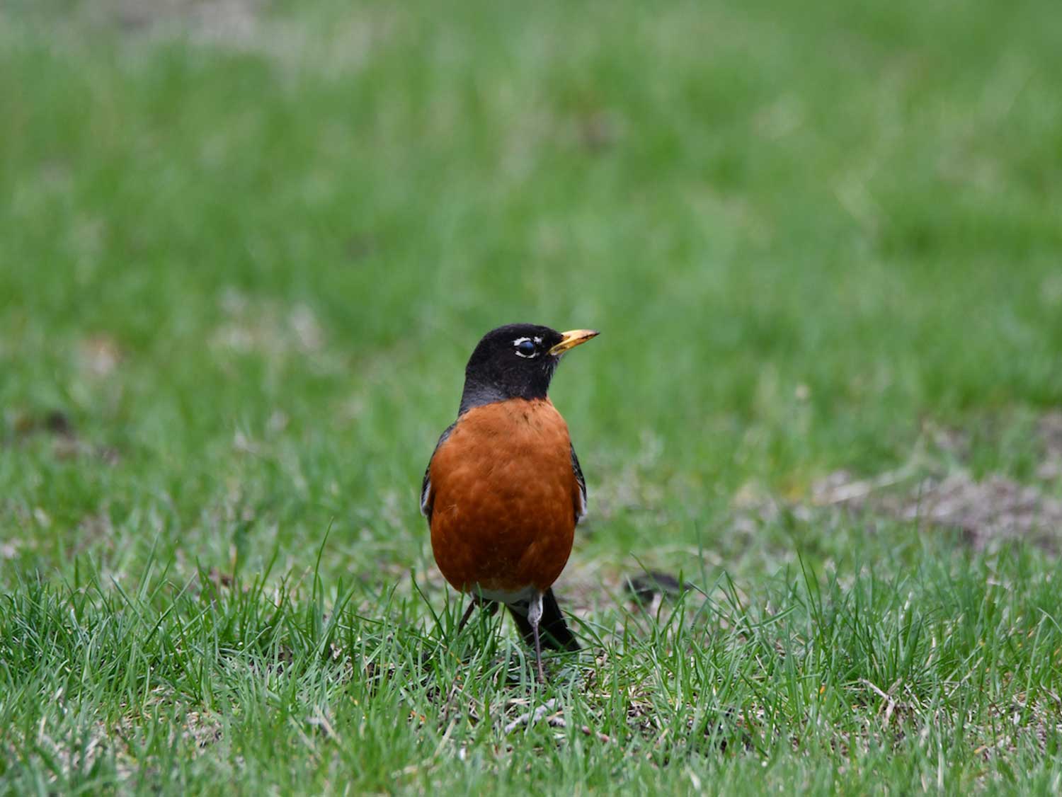 A robin standing in grass.