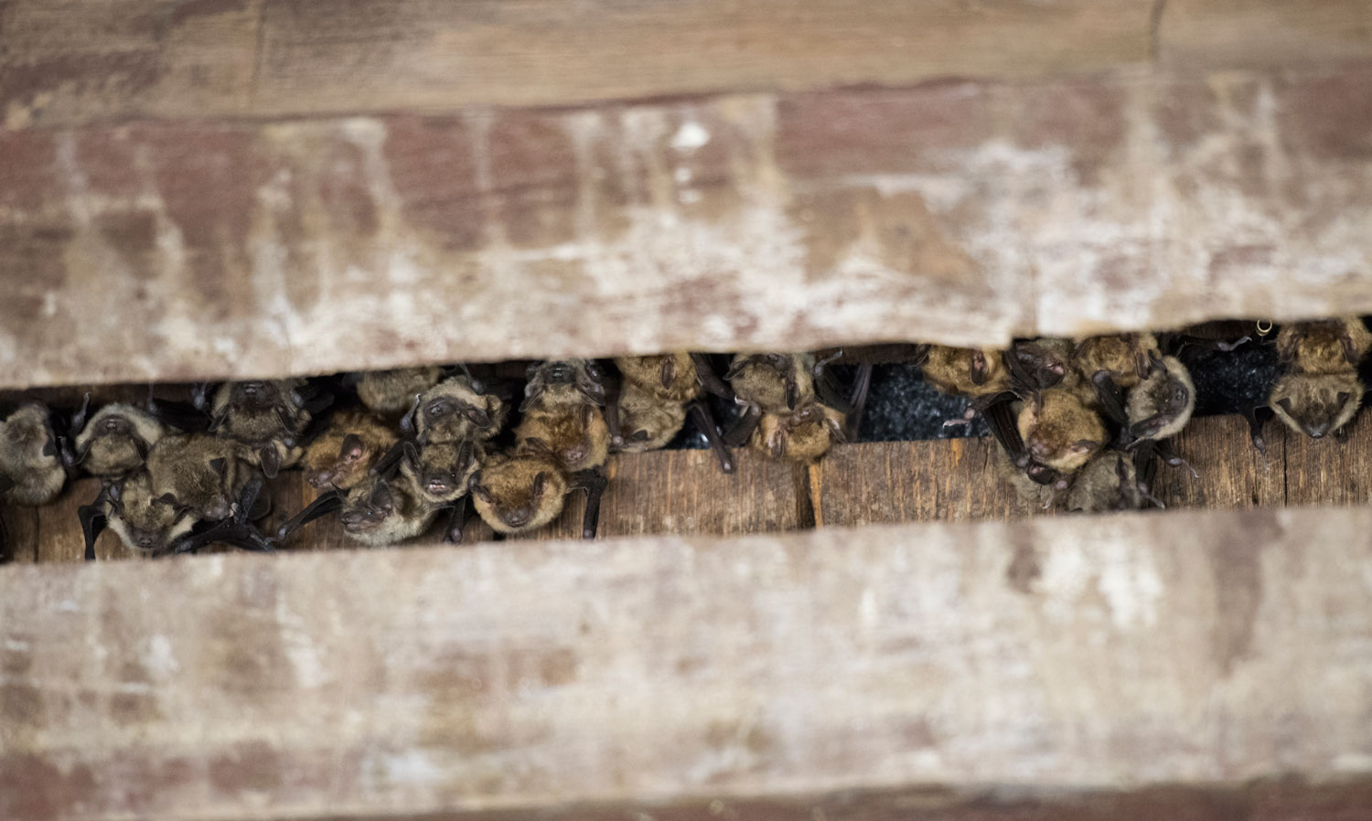 Bats lined up in roof rafters