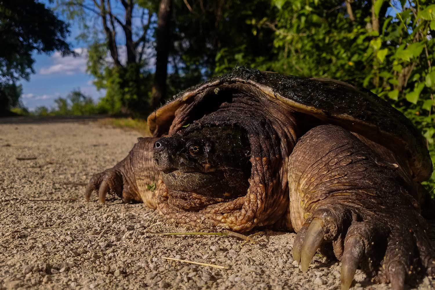 A closeup on a snapping turtle on a crushed limestone trail lined with trees.
