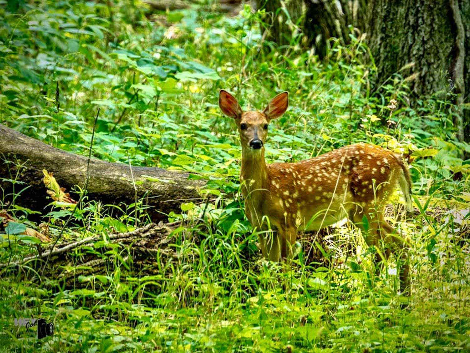 A fawn standing in tall vegetation with a fallen log behind it.