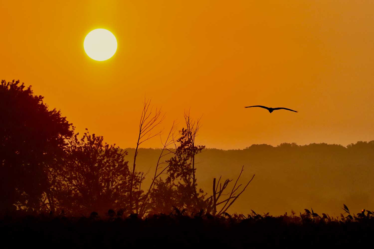 An orange, hazy sky as the sun sets with a bird flying through the air and trees in the background.