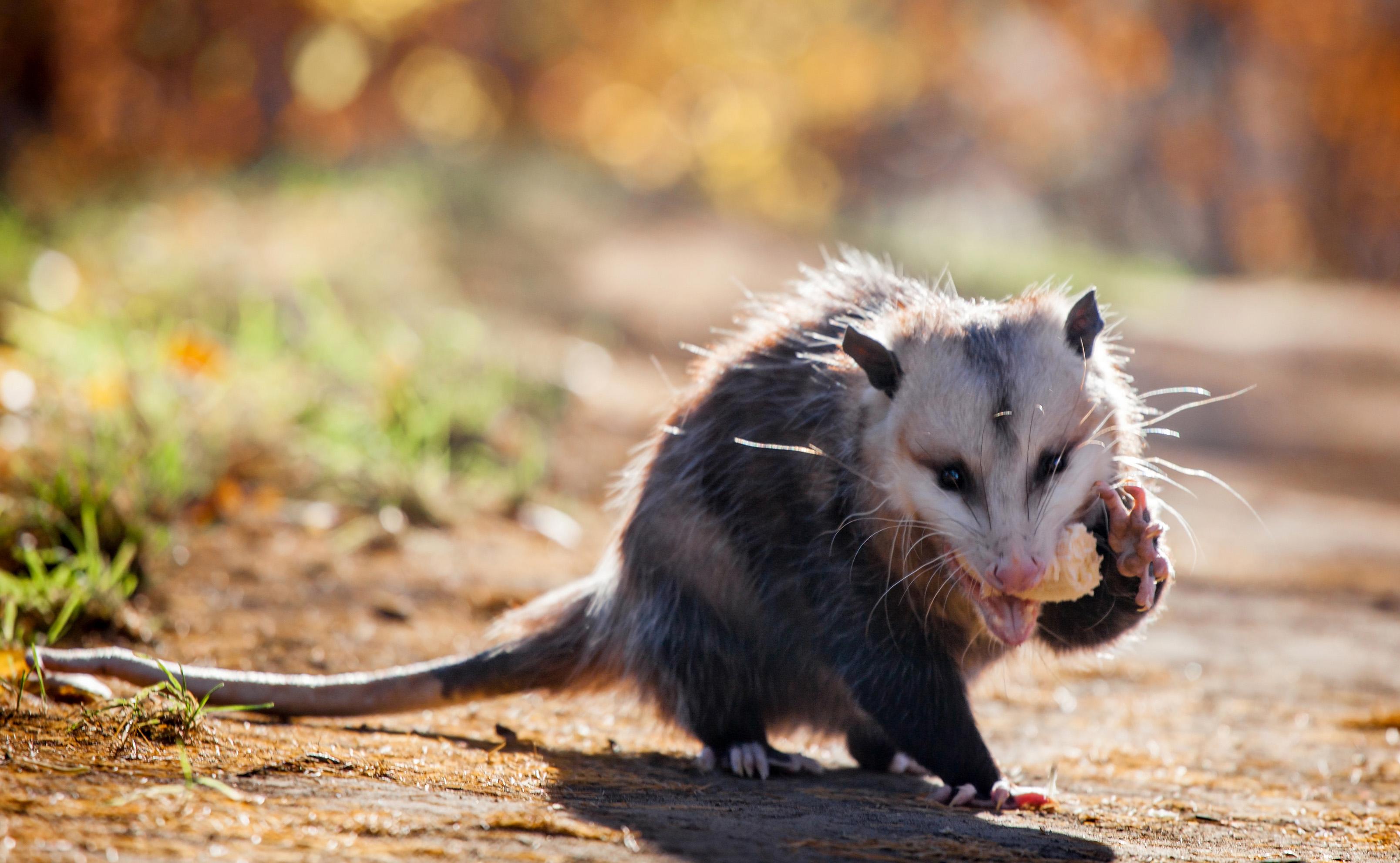 How To Co-Exist With Opossums - Forest Preserve District of Will County