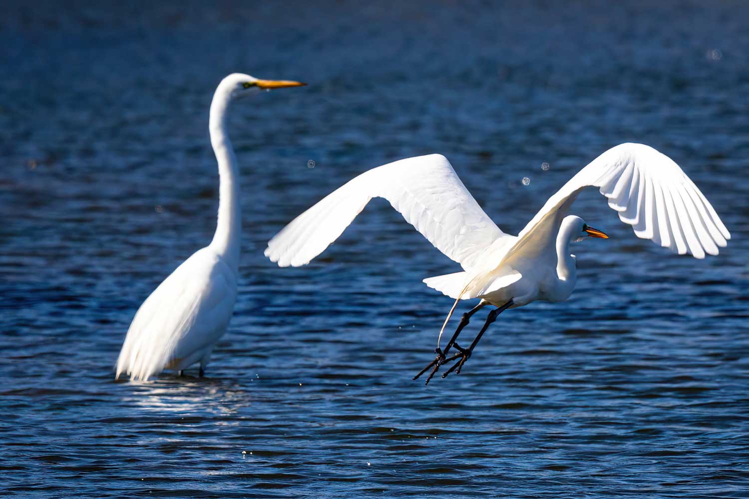 Two great egrets in the water.